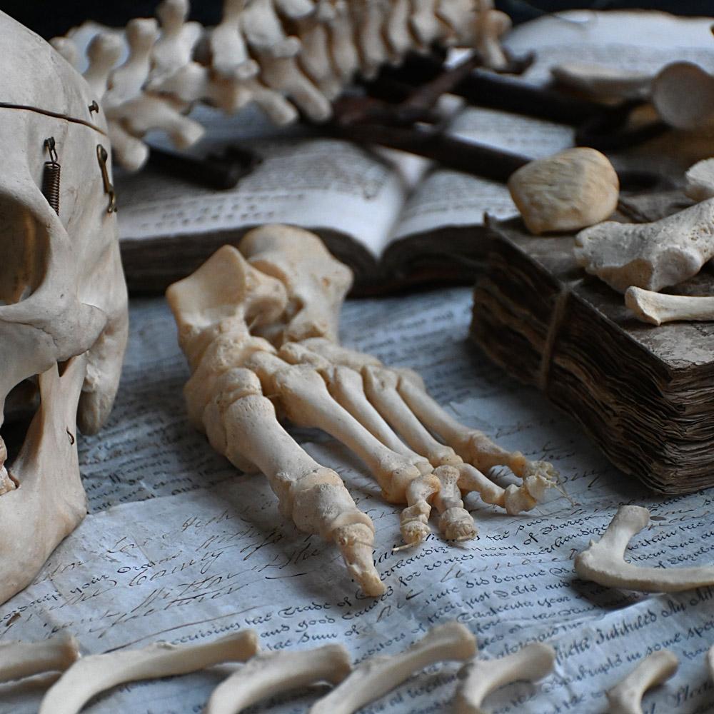 Natural Fiber Early 20th Century English Disarticulated Medical Half Human Skeleton