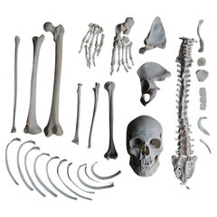 Early 20th Century English Disarticulated Medical Half Human Skeleton