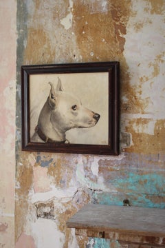 Early 20th Century English School Watercolour Portrait of a White Hound