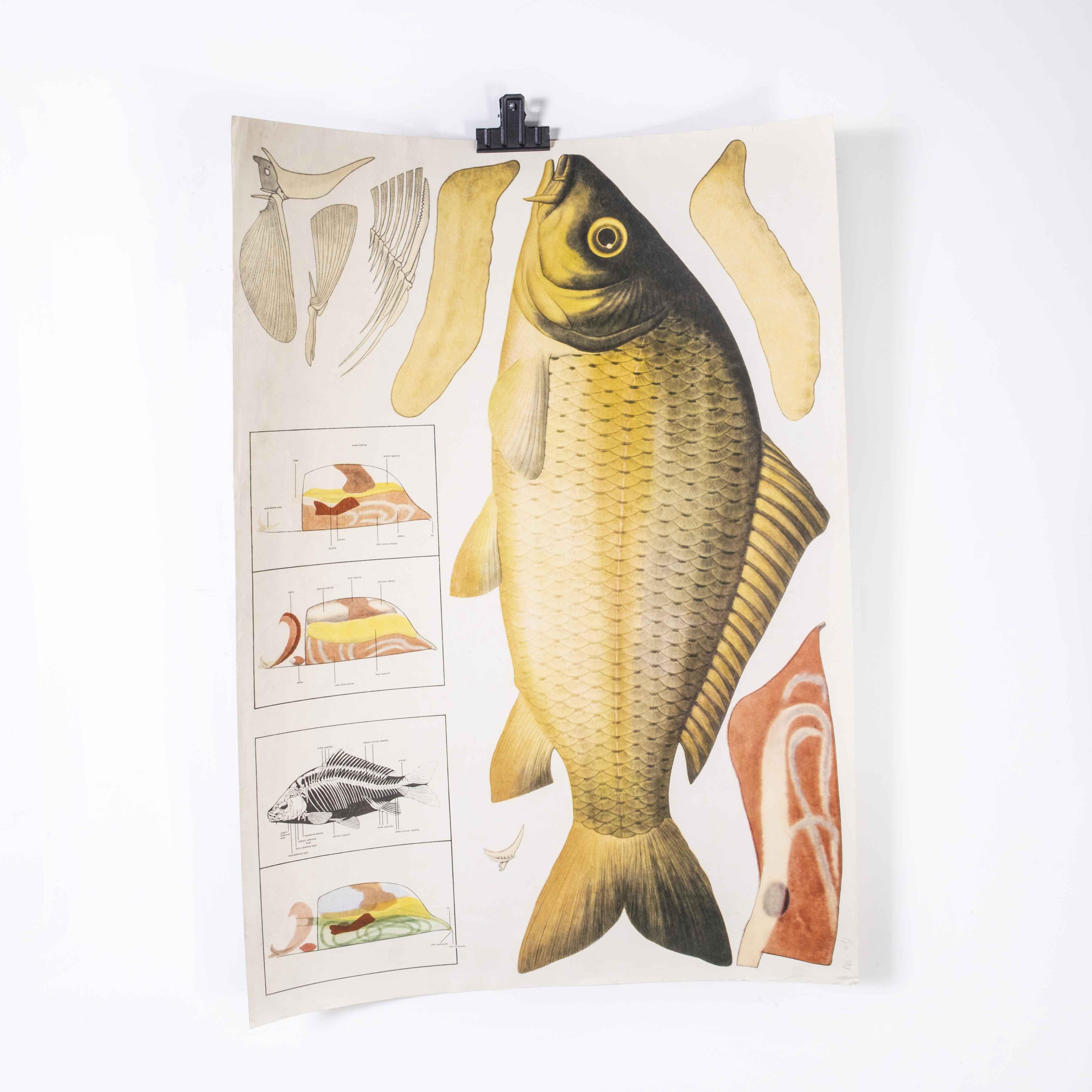 Early 20th century fish educational poster
Early 20th century fish educational poster. Early 20th century Czechoslovakian educational chart. A rare and vintage wall chart from the Czech Republic illustrating the bone structure of a common carp.