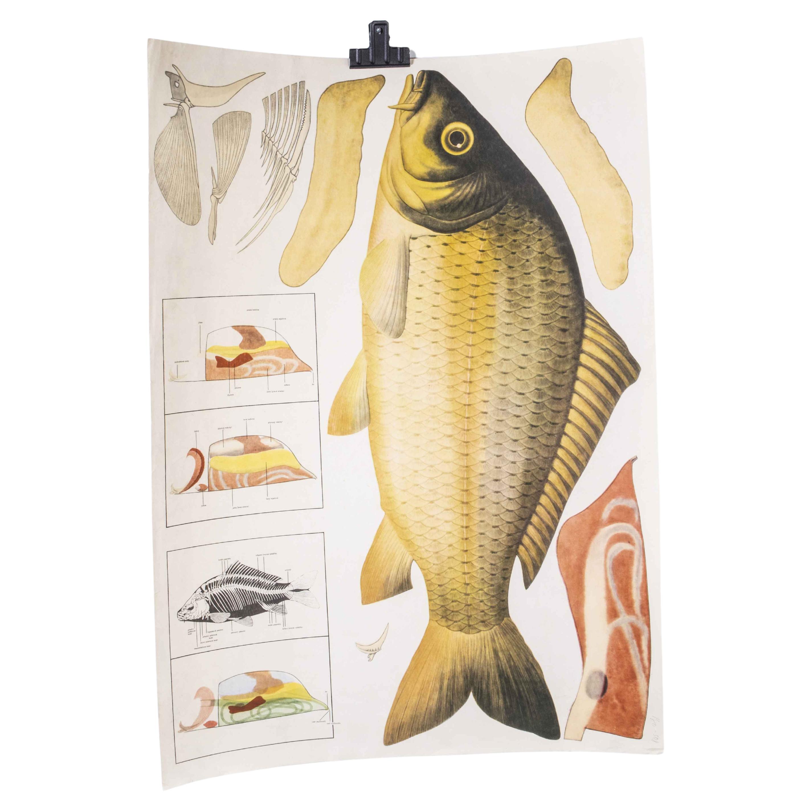 Early 20th Century Fish Educational Poster For Sale