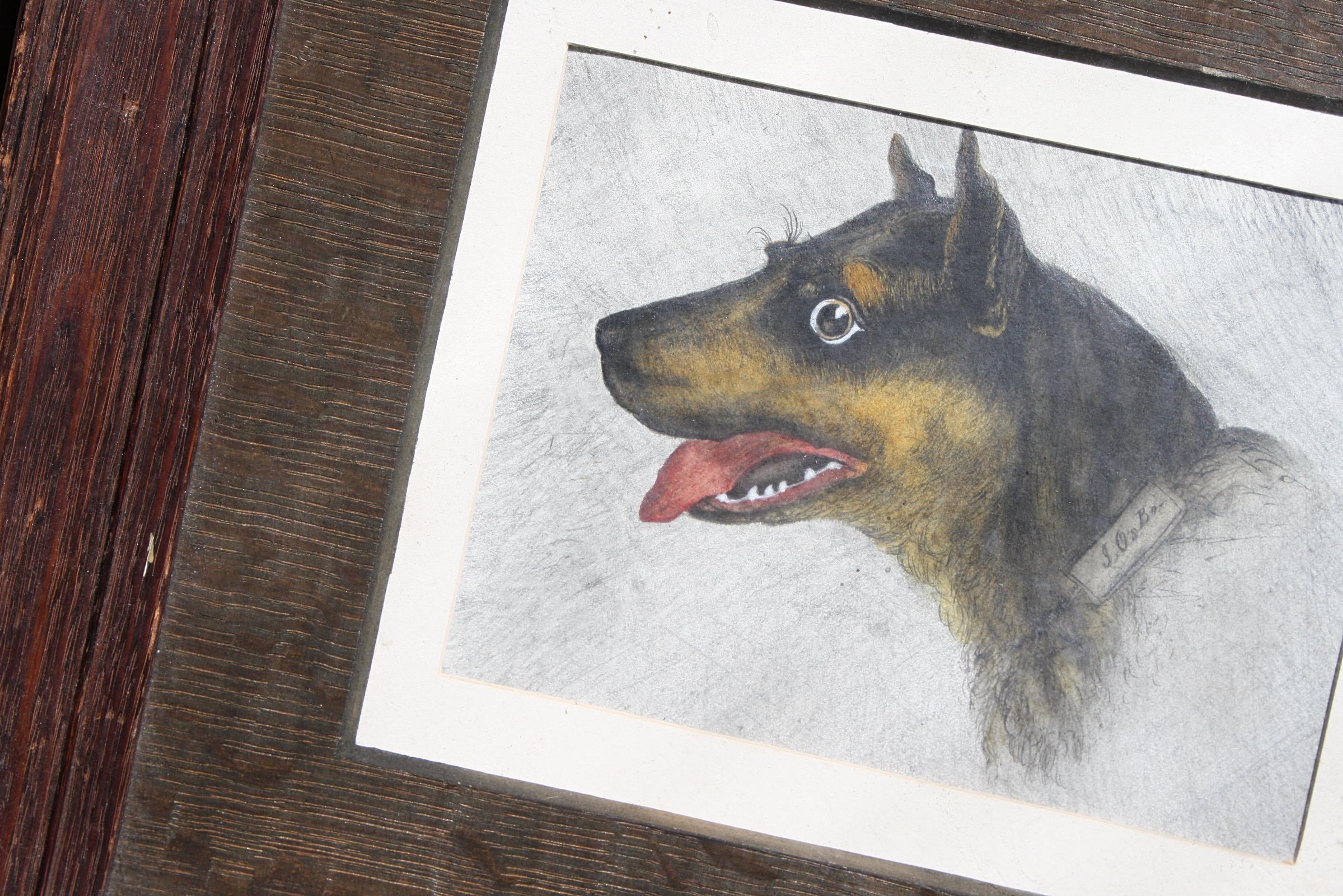 An interesting side profile portrait of a panting Rottweiler, well executed pencil on paper housed in its original oak frame and oak slip.

Has its original framers label on the reverse. 

First quarter of the 20th century in age 

33/39/3cm 