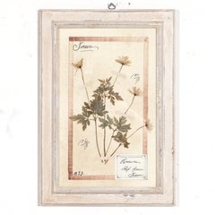 Early 20th Century Framed Italian Herbier Dried and Pressed Botanical, 1 of 8
