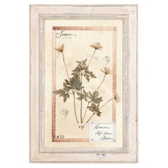 Antique  Early 20th Century Framed Italian Herbier Dried and Pressed Botanical, 1 of 8