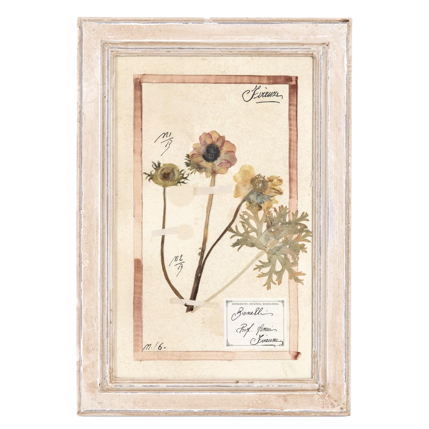A beautiful and decorative framed early 20th century Italian herbier catalogued by hand with the Latin or botanical name of the plant, catalog number, and 