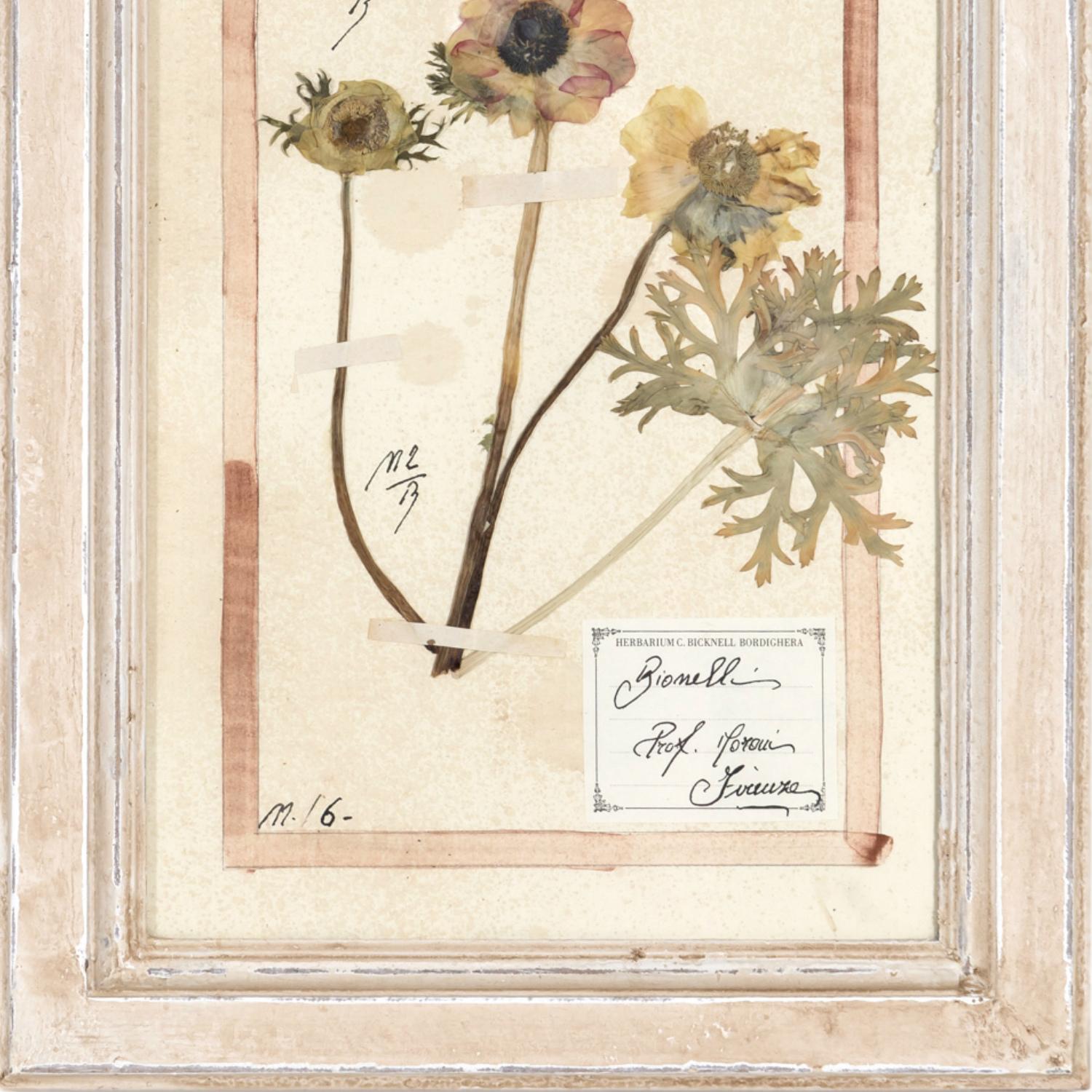 Early 20th Century Framed Italian Herbier Dried and Pressed Botanical, 2 of 8 1