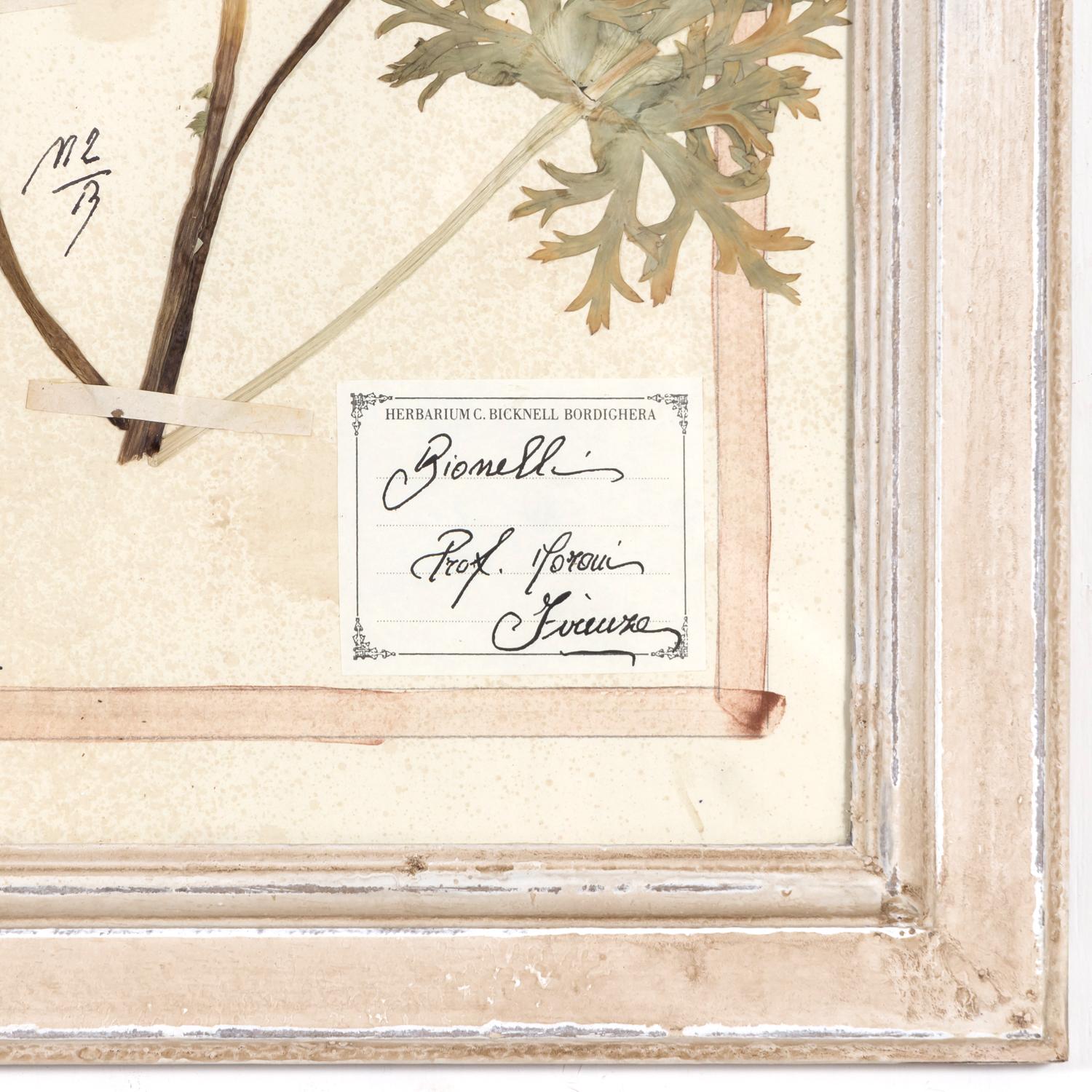 Early 20th Century Framed Italian Herbier Dried and Pressed Botanical, 2 of 8 2