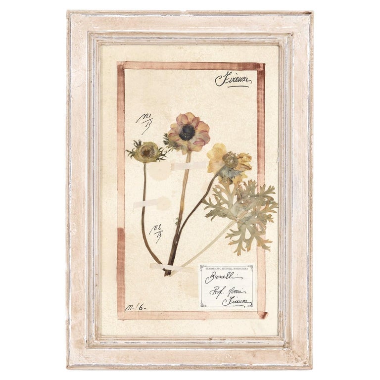 Pressed flower art, Botanical print, herbarium specimen dried