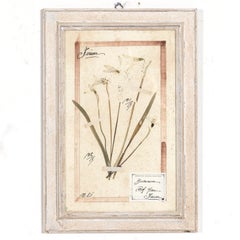 Early 20th Century Framed Italian Herbier Dried and Pressed Botanical, 3 of 8