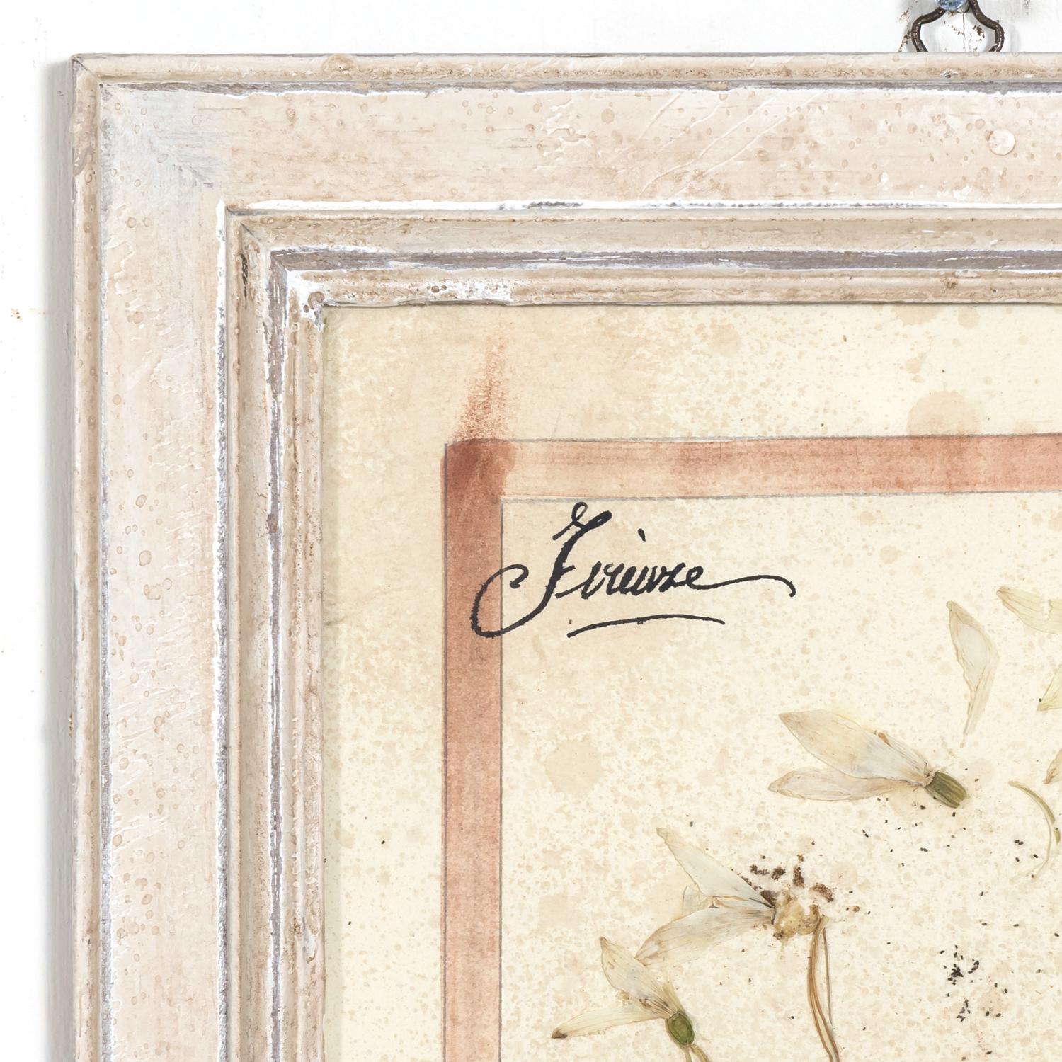 Early 20th Century Framed Italian Herbier Dried and Pressed Botanical, 3 of 8 In Good Condition In Birmingham, AL