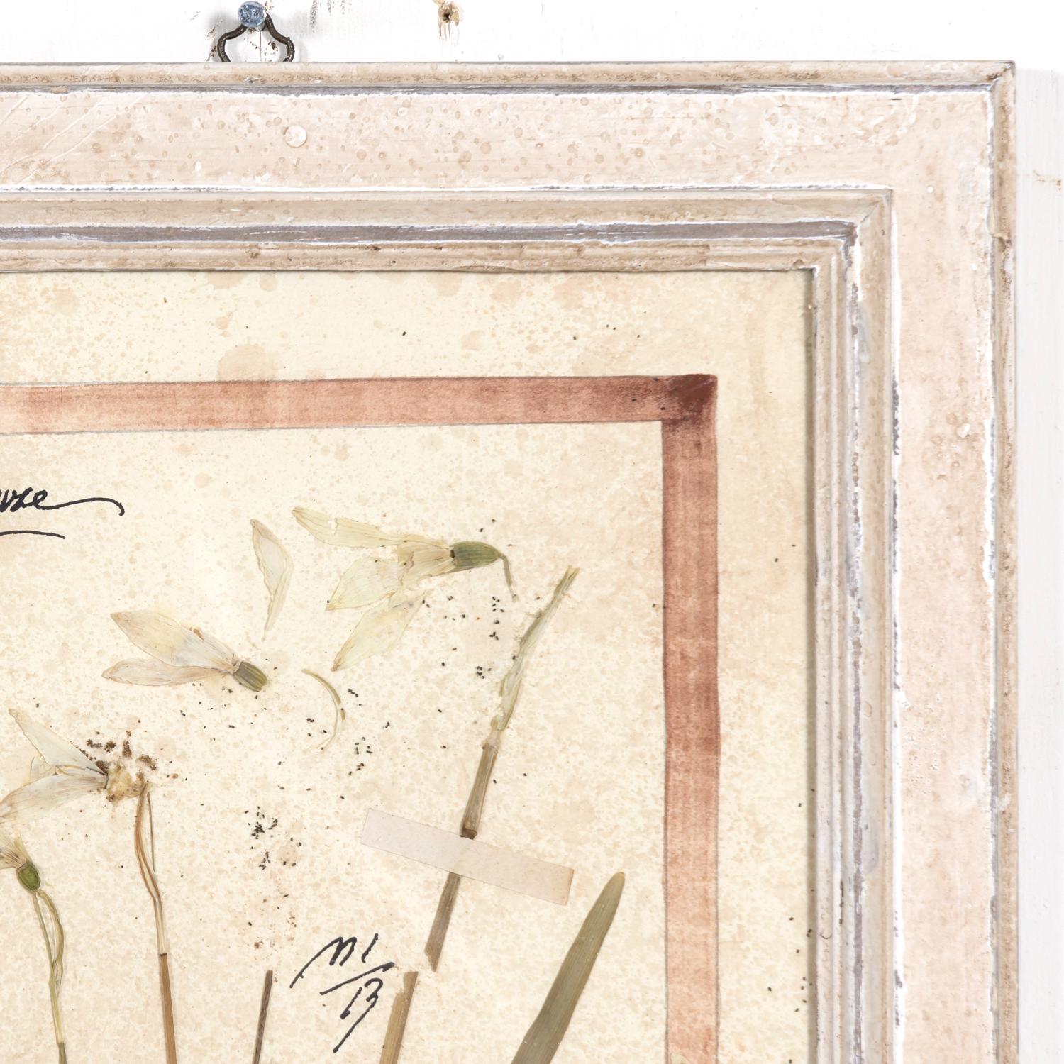 Other Early 20th Century Framed Italian Herbier Dried and Pressed Botanical, 3 of 8