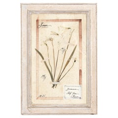 Early 20th Century Framed Italian Herbier Dried and Pressed Botanical, 3 of 8