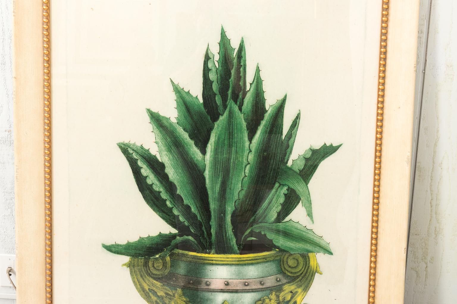 Early 20th Century Framed Print of Agave Plant 1