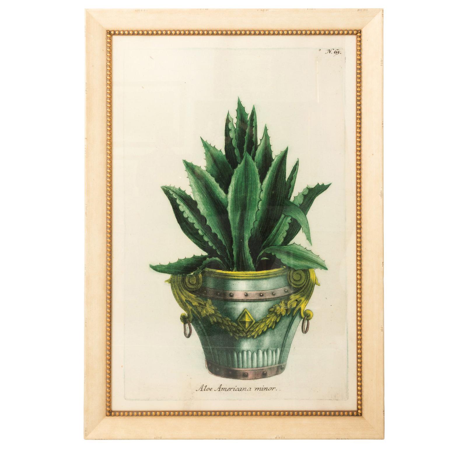Early 20th Century Framed Print of Agave Plant