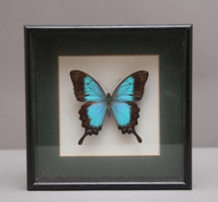 Early 20th Century framed Sea Green Swallowtail butterfly