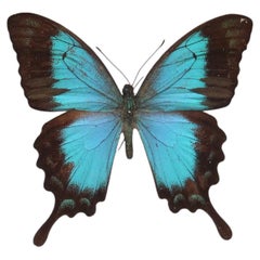 Early 20th Century framed Sea Green Swallowtail butterfly