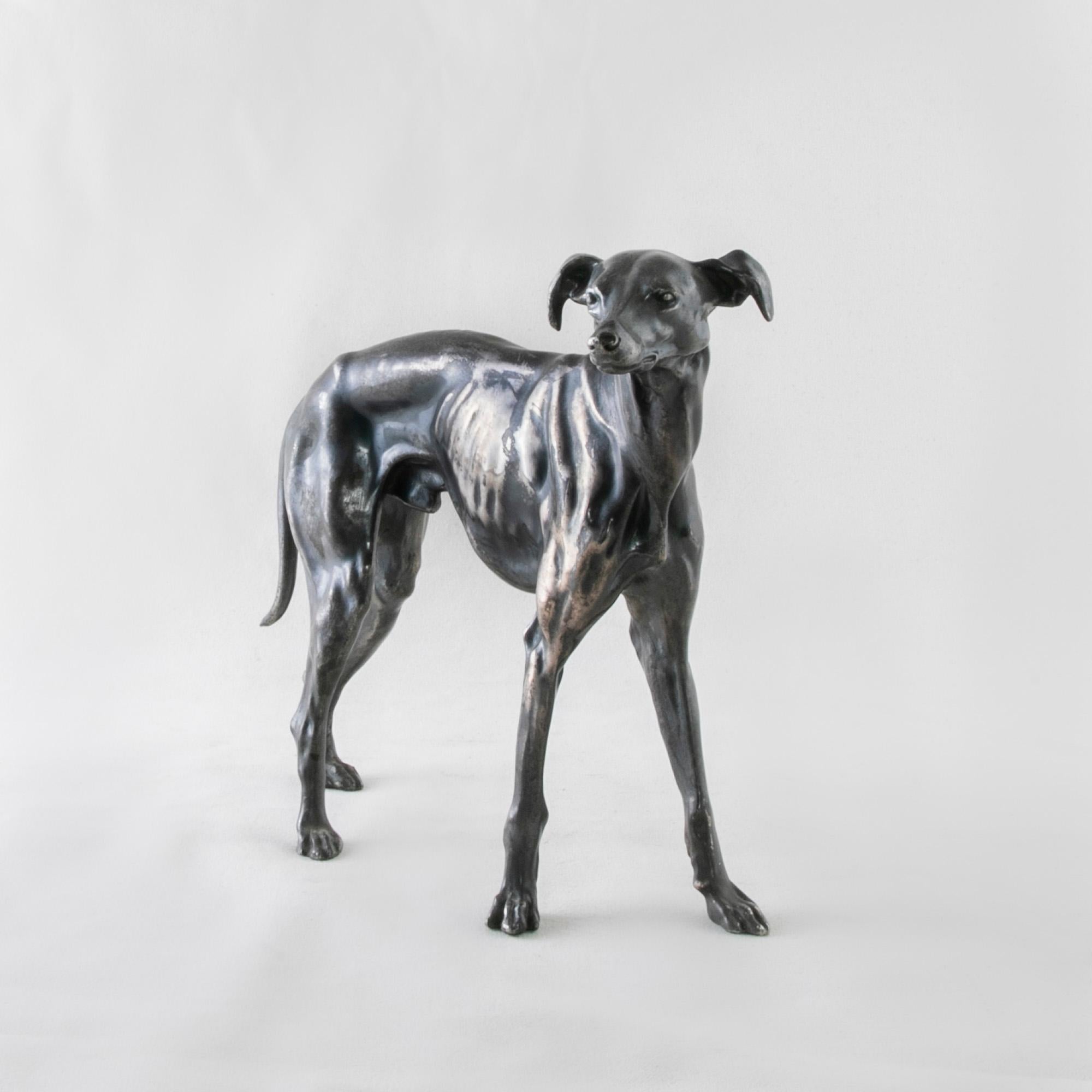 This early twentieth century French greyhound sculpture features its original silvered patina. The greyhound stands on all four legs and looks slightly off to the right. A charming sculture for any dog lover. c. 1930.