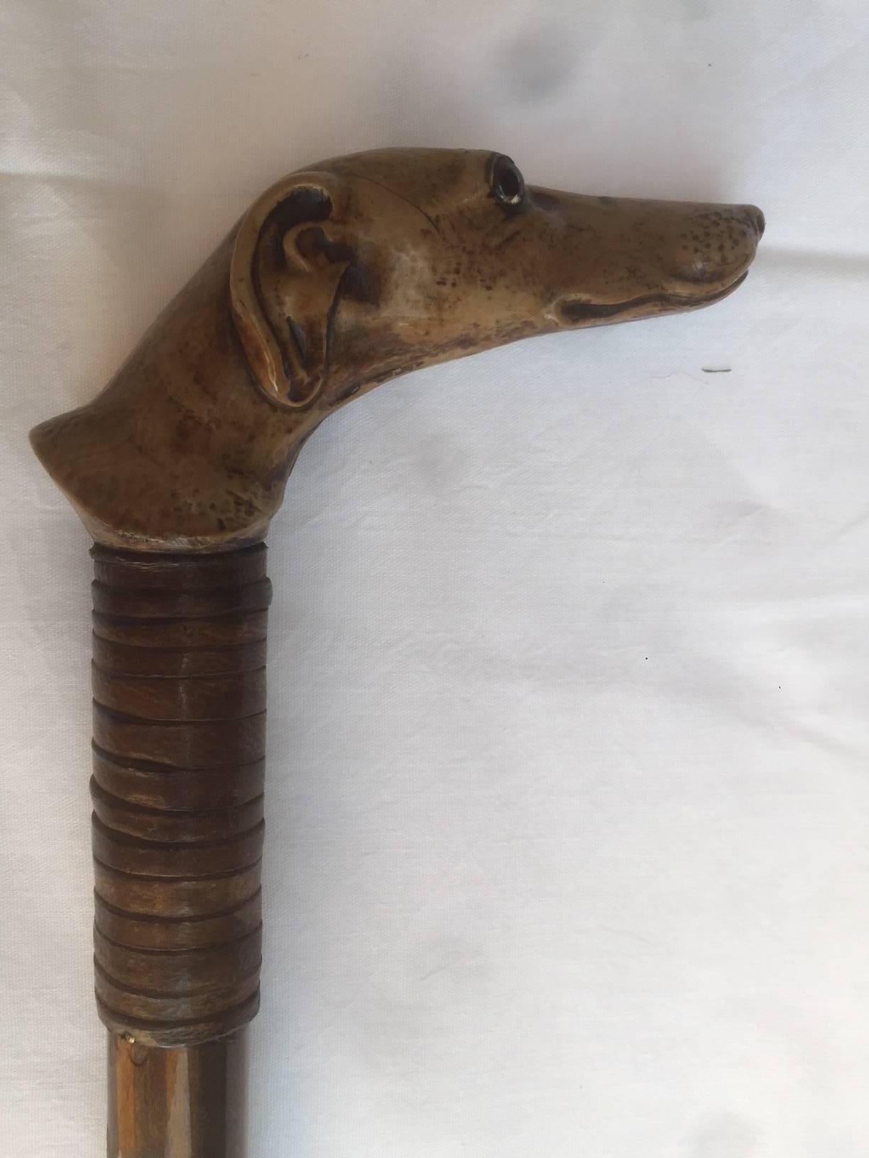 greyhound cane