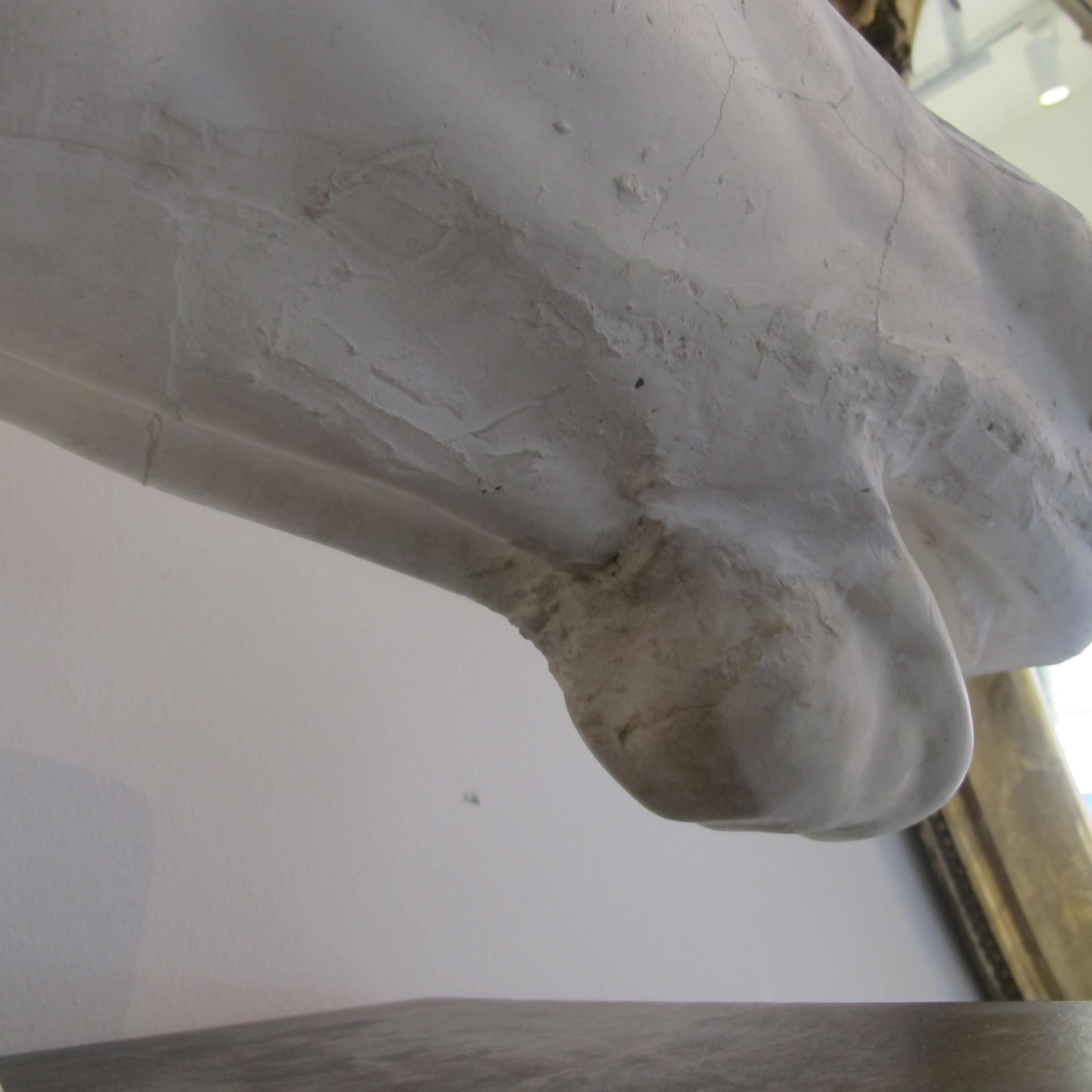 Early 20th Century French Life-Size Plaster Horse Head Inspired by The Parthenon 9