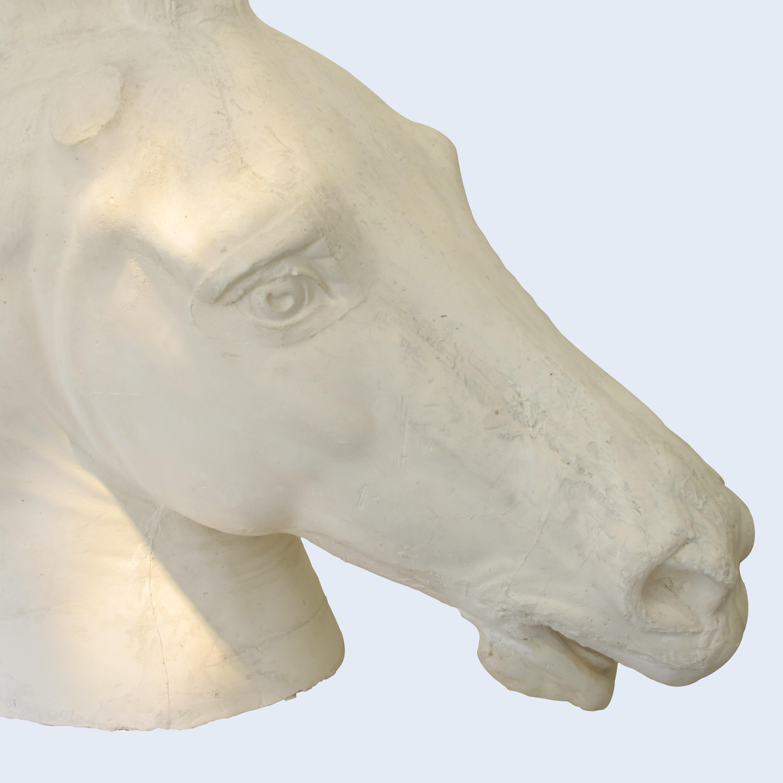 Early 20th Century French Life-Size Plaster Horse Head Inspired by The Parthenon 3