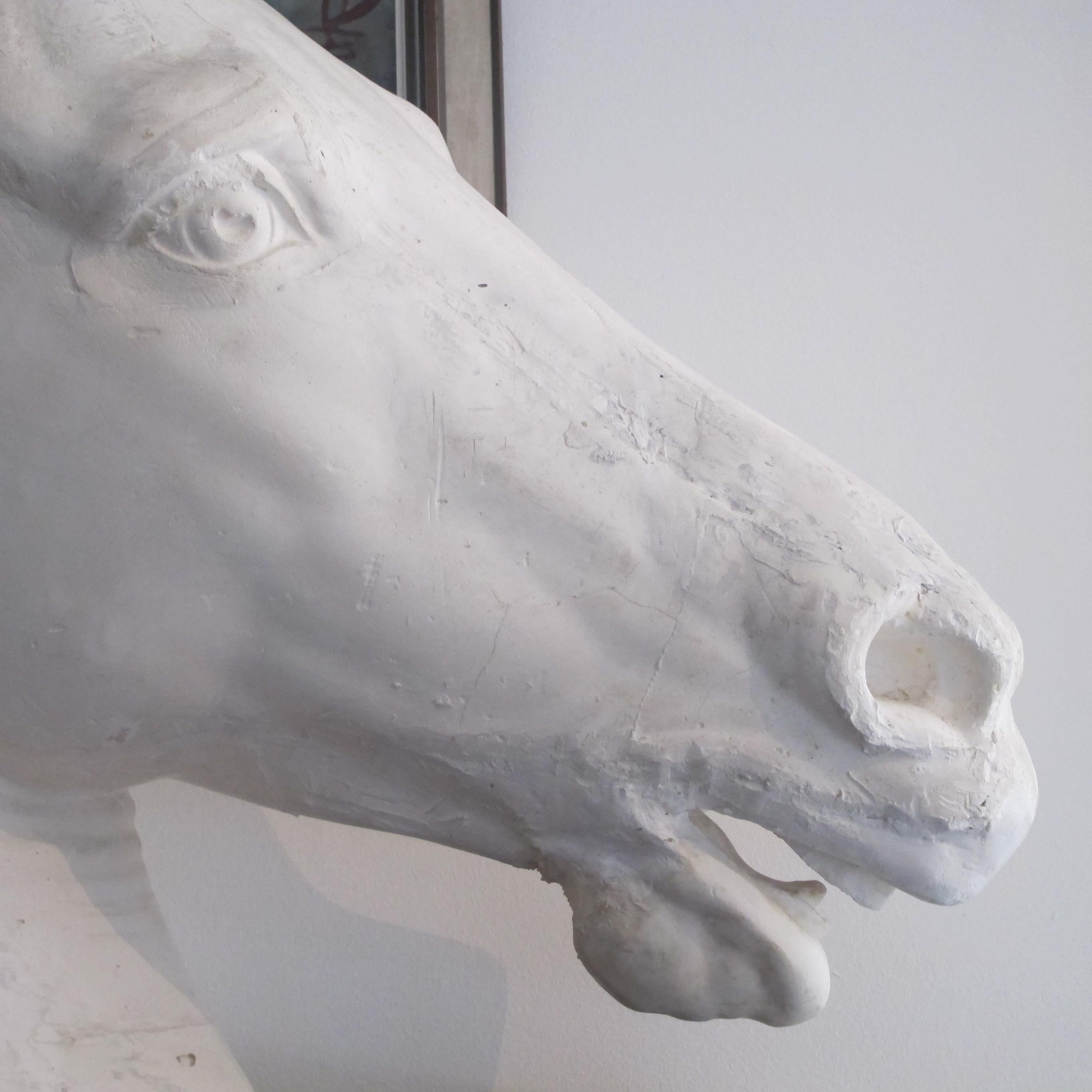 Early 20th Century French Life-Size Plaster Horse Head Inspired by The Parthenon 4