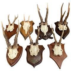 Early 20th Century French Mounted Deer Antlers Trophies, Set of Seven