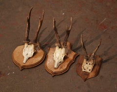 Early 20th Century French Mounted Deer Antlers Trophies, Set of Three