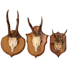Early 20th Century French Mounted Deer Antlers Trophies, Set of Three