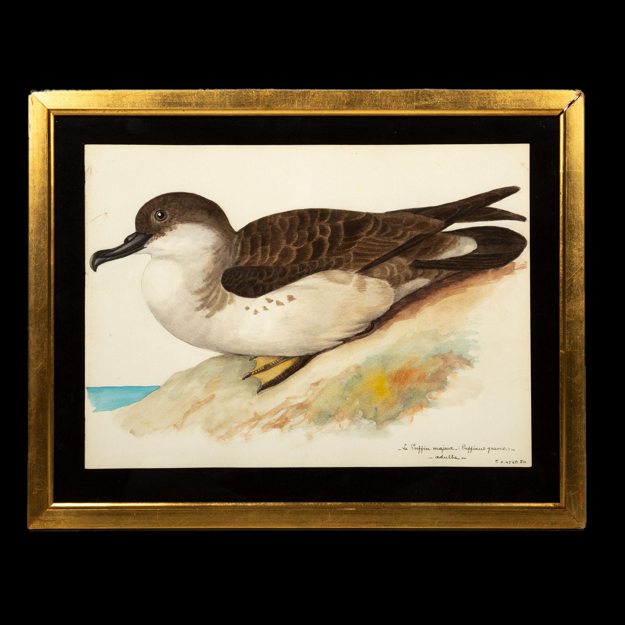 20th-Century French Ornithological Watercolors: A Collection of Exotic Birds For Sale 5