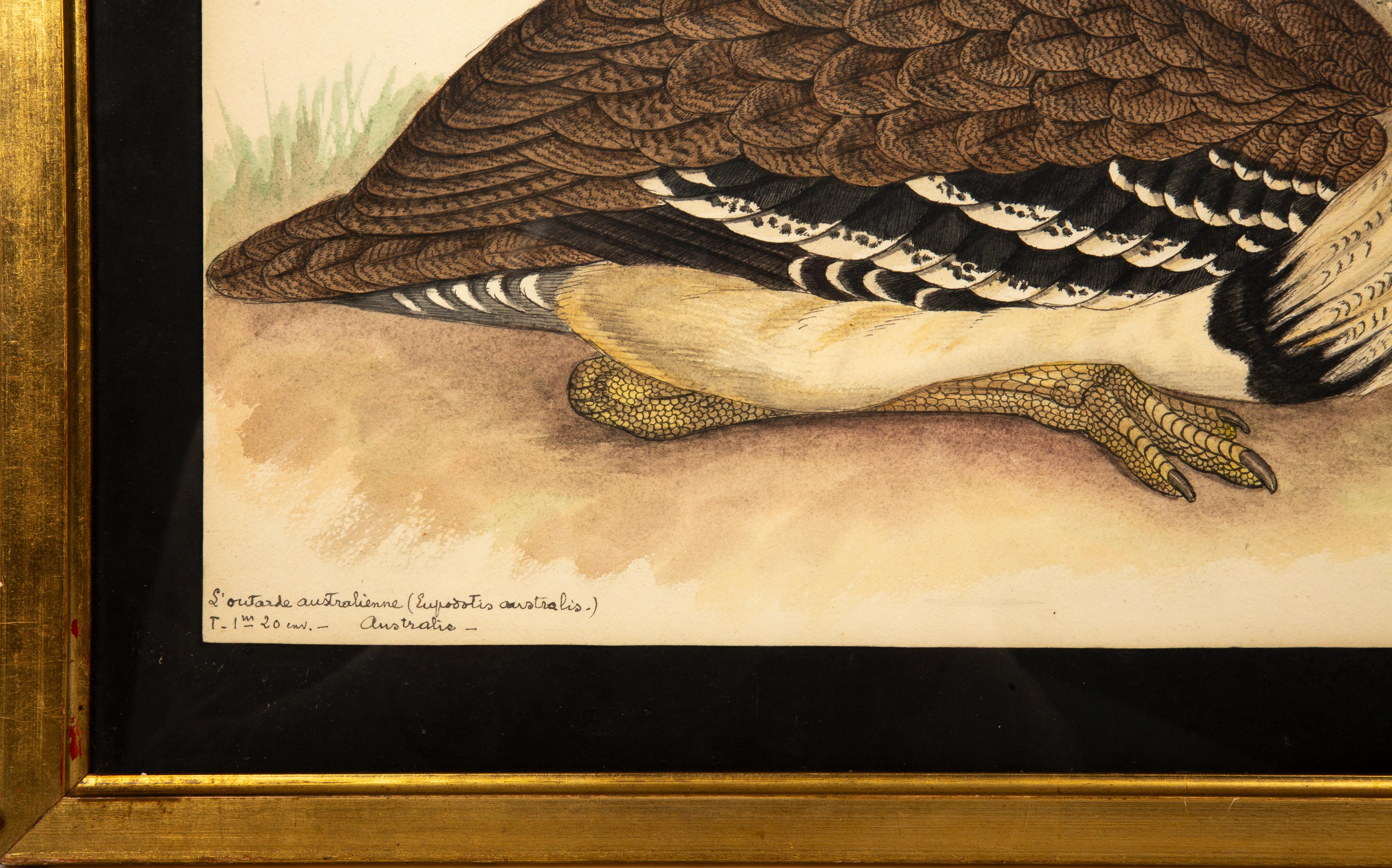 20th-Century French Ornithological Watercolors: A Collection of Exotic Birds For Sale 7