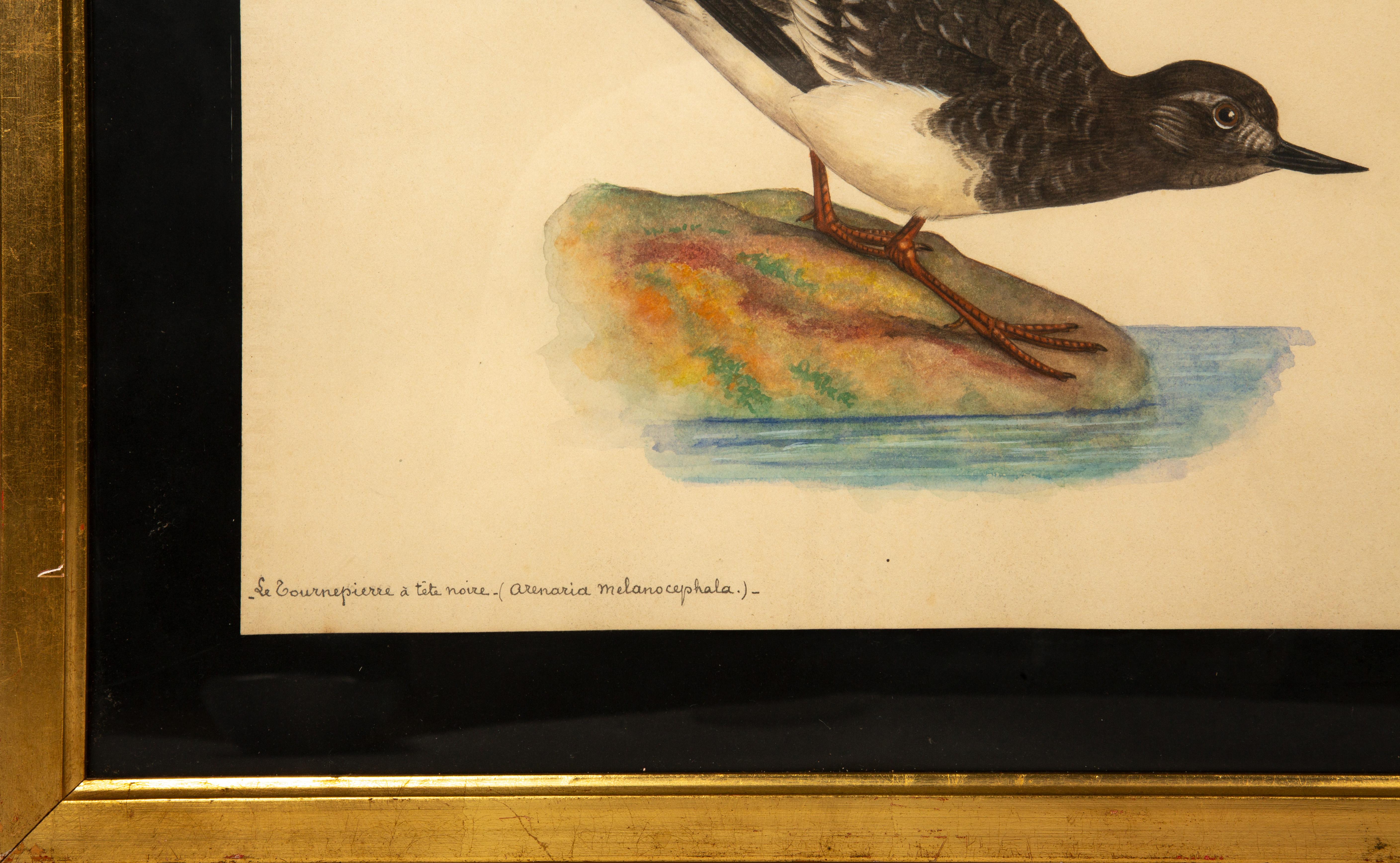 20th-Century French Ornithological Watercolors: A Collection of Exotic Birds For Sale 8