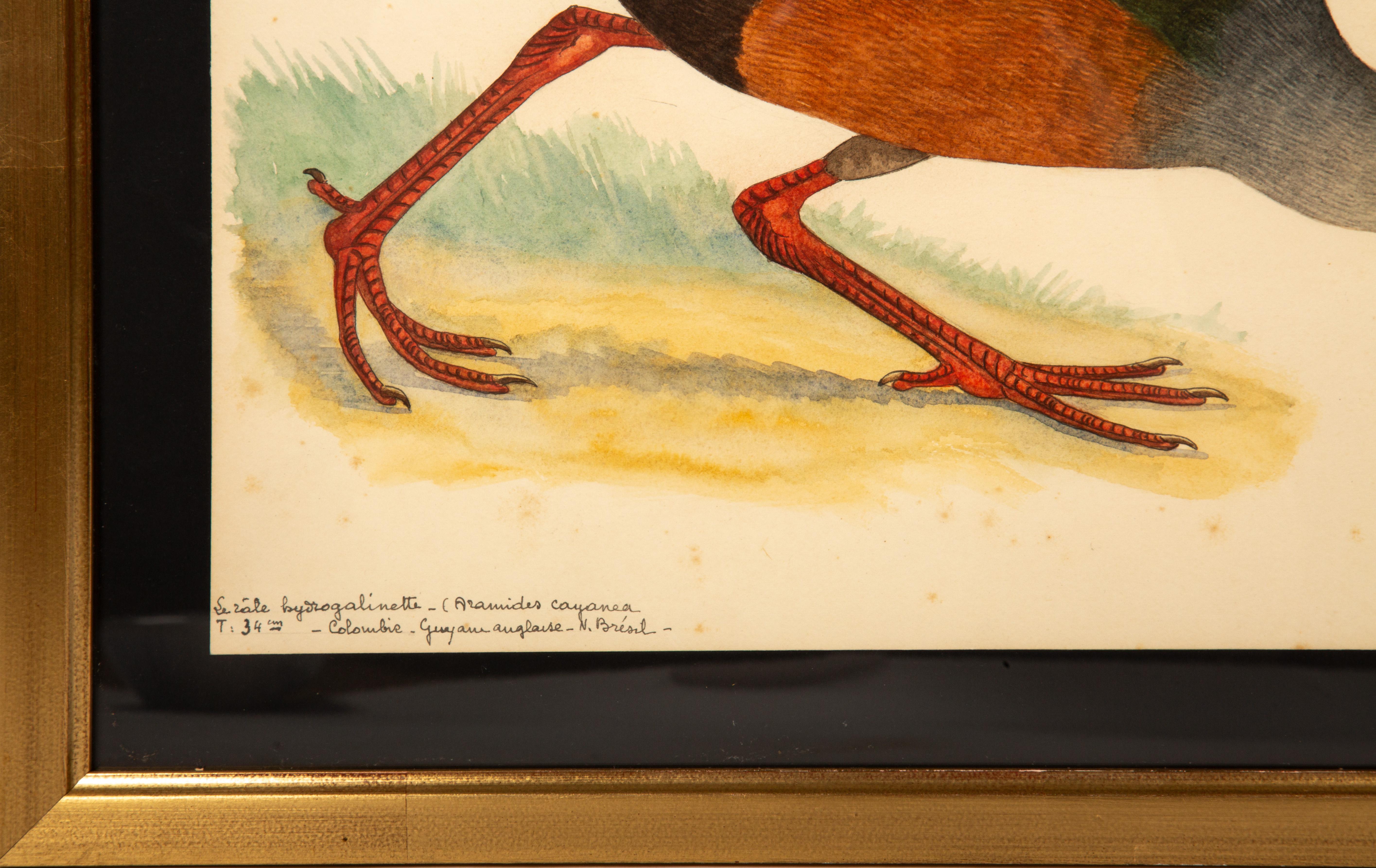 20th-Century French Ornithological Watercolors: A Collection of Exotic Birds For Sale 9