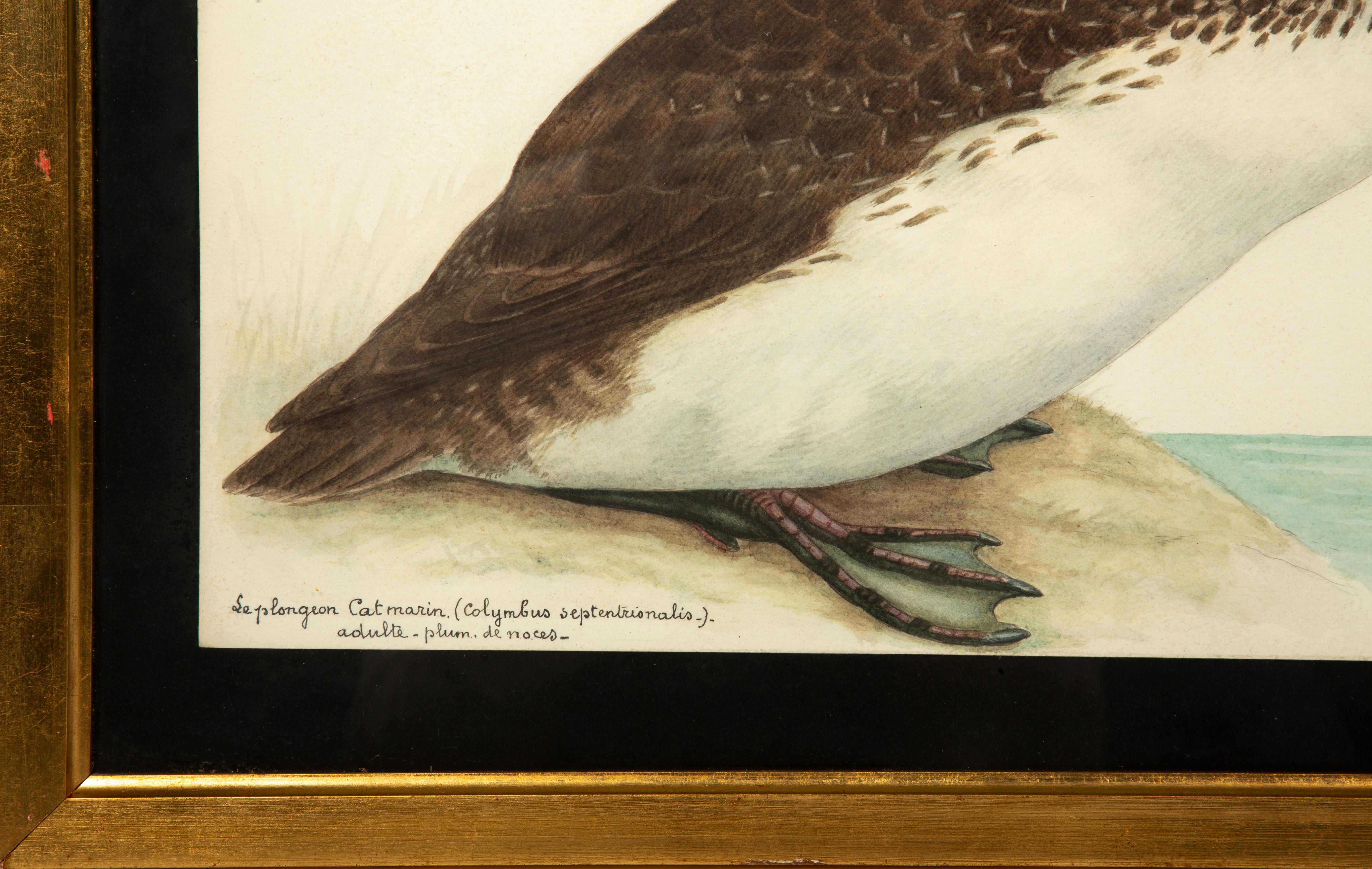 20th-Century French Ornithological Watercolors: A Collection of Exotic Birds For Sale 10