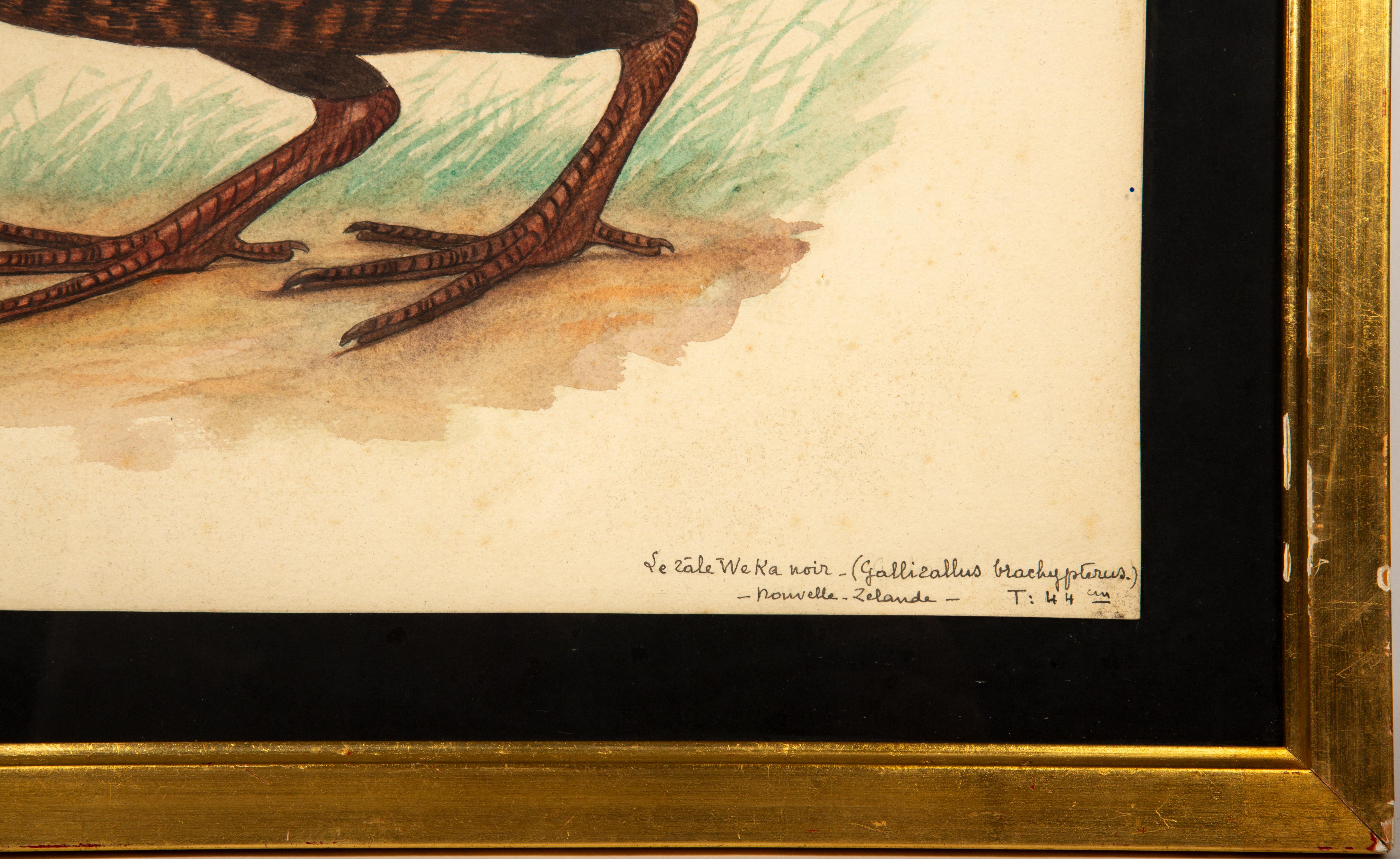 20th-Century French Ornithological Watercolors: A Collection of Exotic Birds For Sale 11