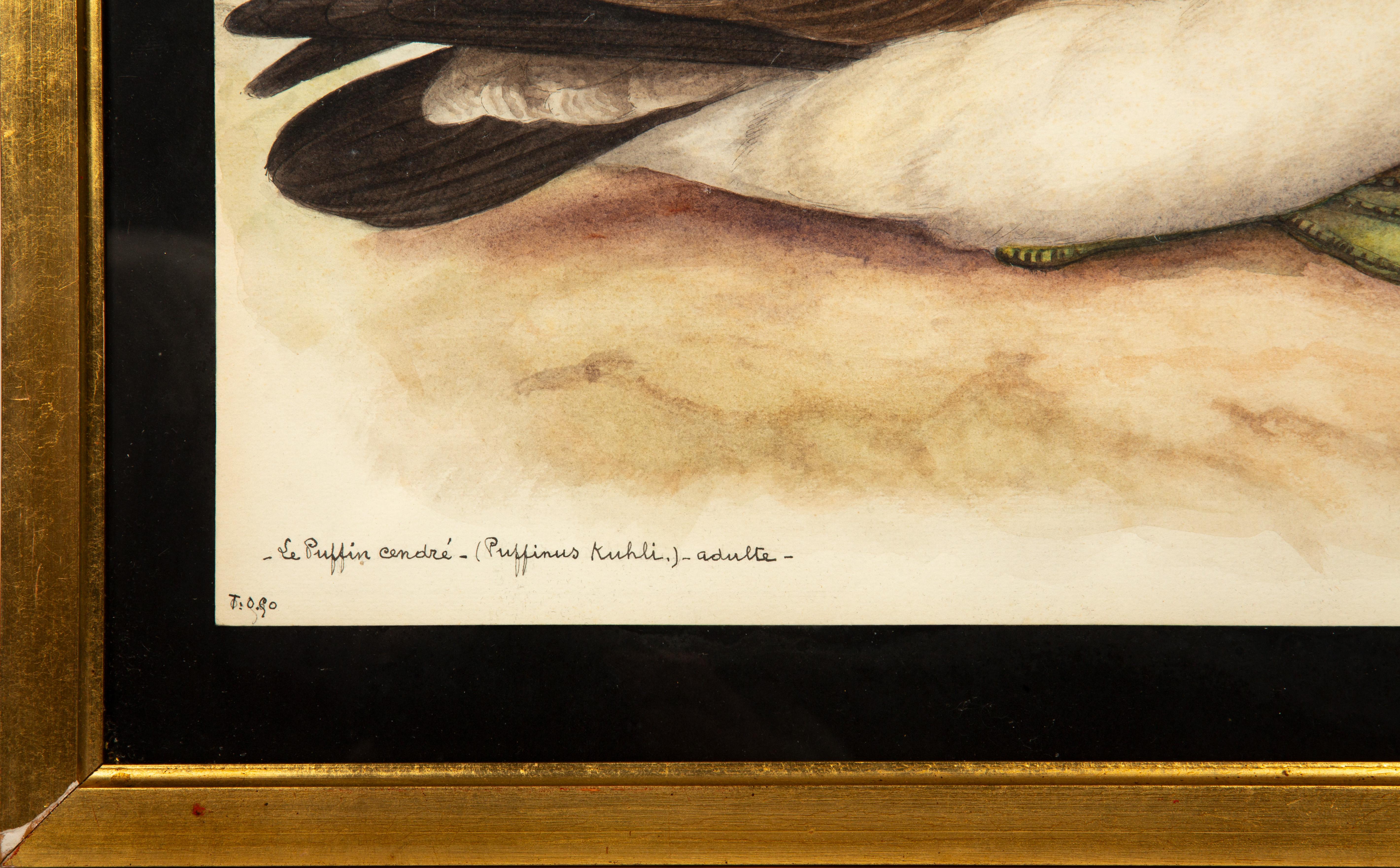 20th-Century French Ornithological Watercolors: A Collection of Exotic Birds For Sale 12