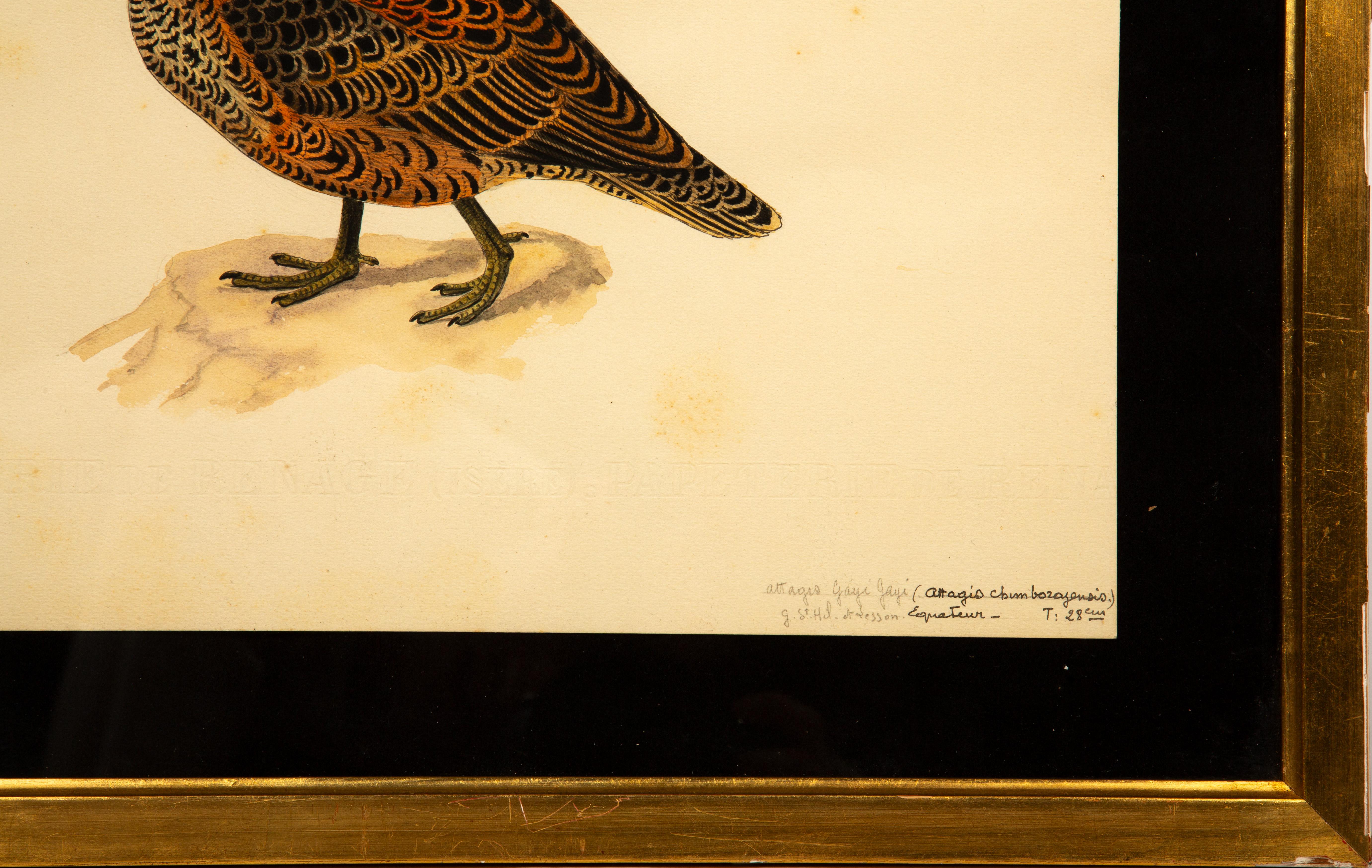 20th-Century French Ornithological Watercolors: A Collection of Exotic Birds For Sale 13