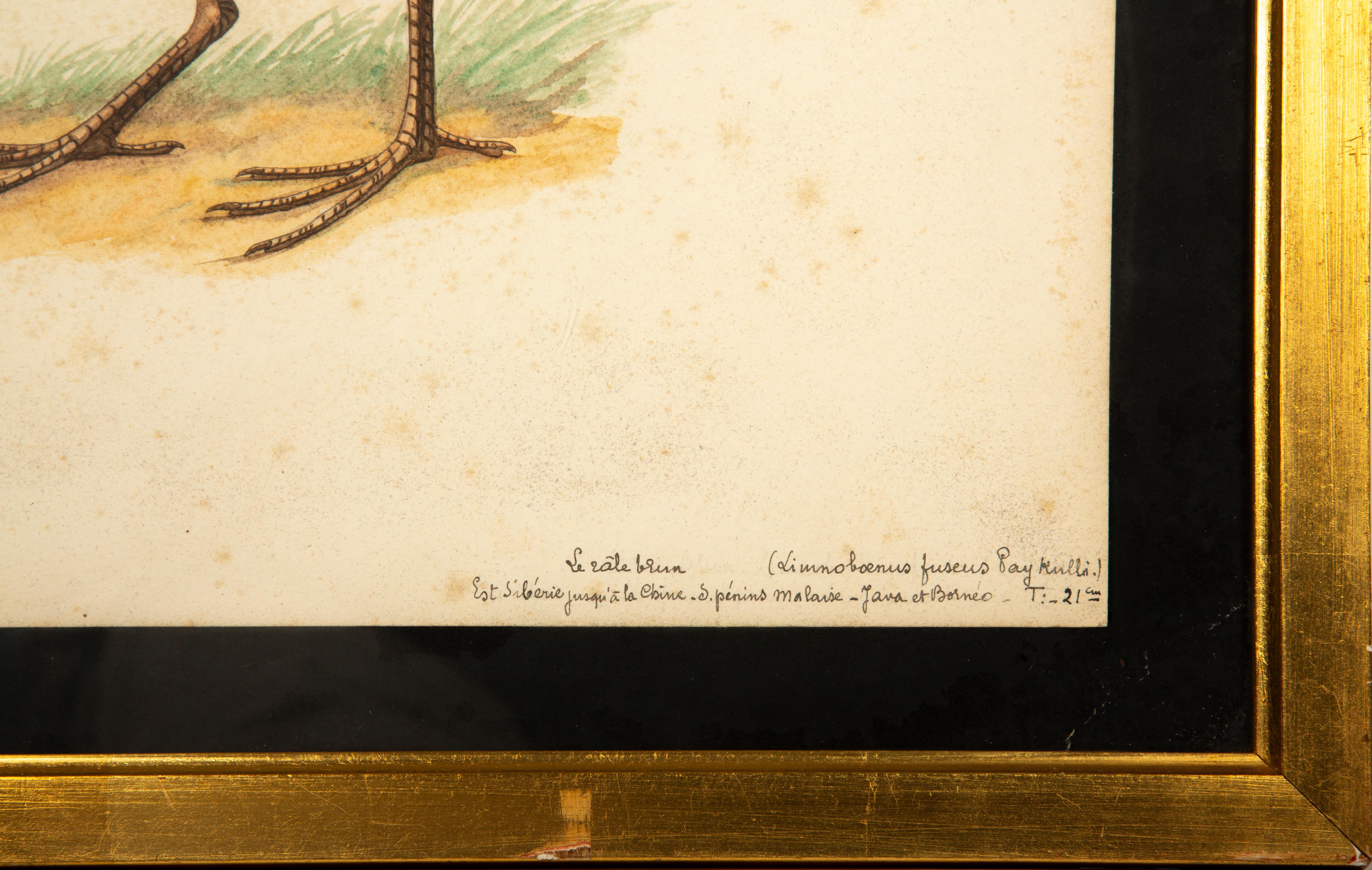 20th-Century French Ornithological Watercolors: A Collection of Exotic Birds For Sale 14