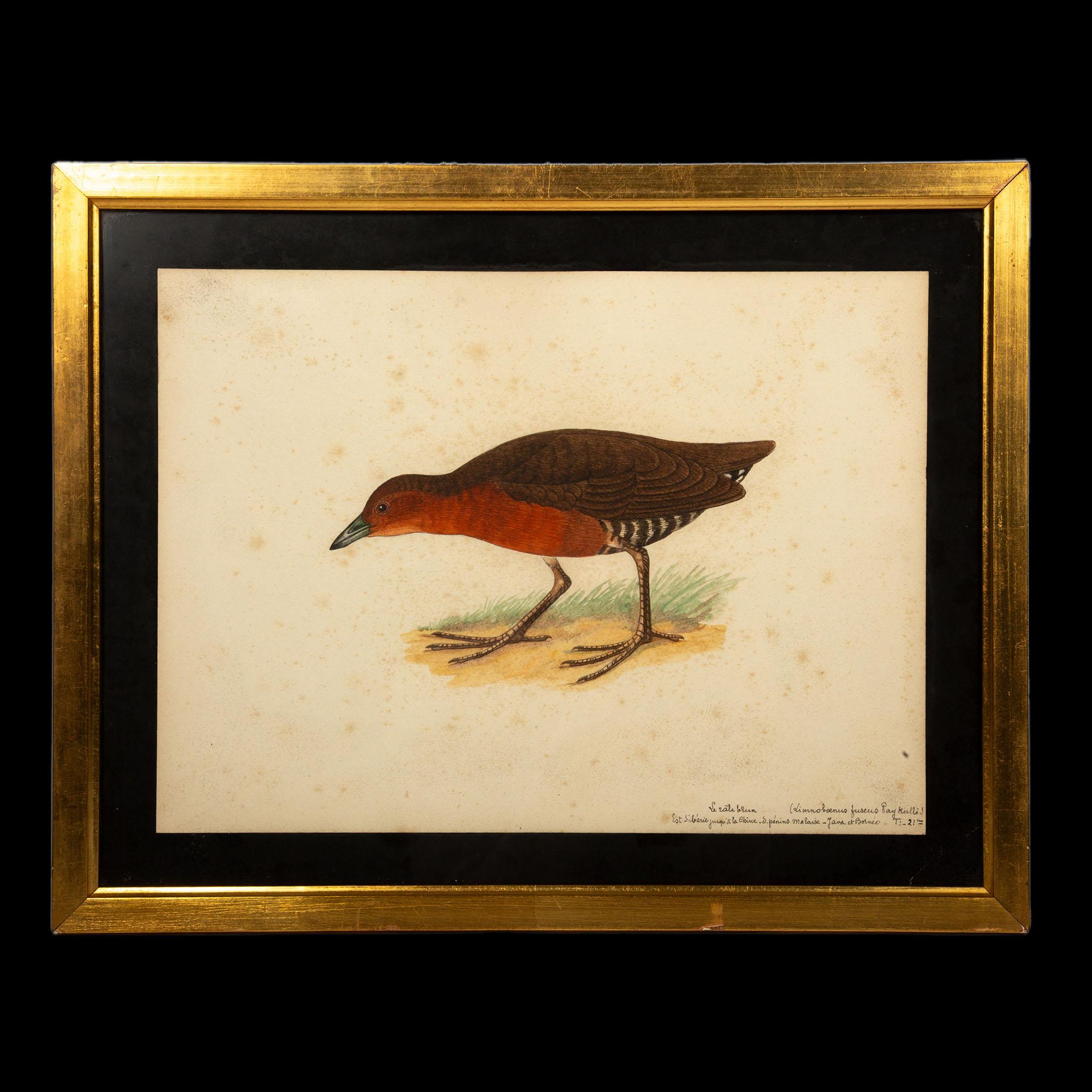 This remarkable collection features nine original early 20th-century French watercolor paintings, each meticulously depicting an exotic bird species. Rendered with extraordinary precision and a keen eye for detail, these ornithological studies