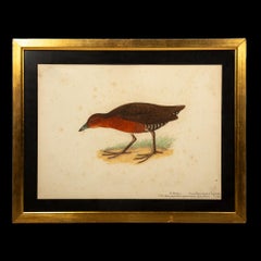20th-Century French Ornithological Watercolors: A Collection of Exotic Birds