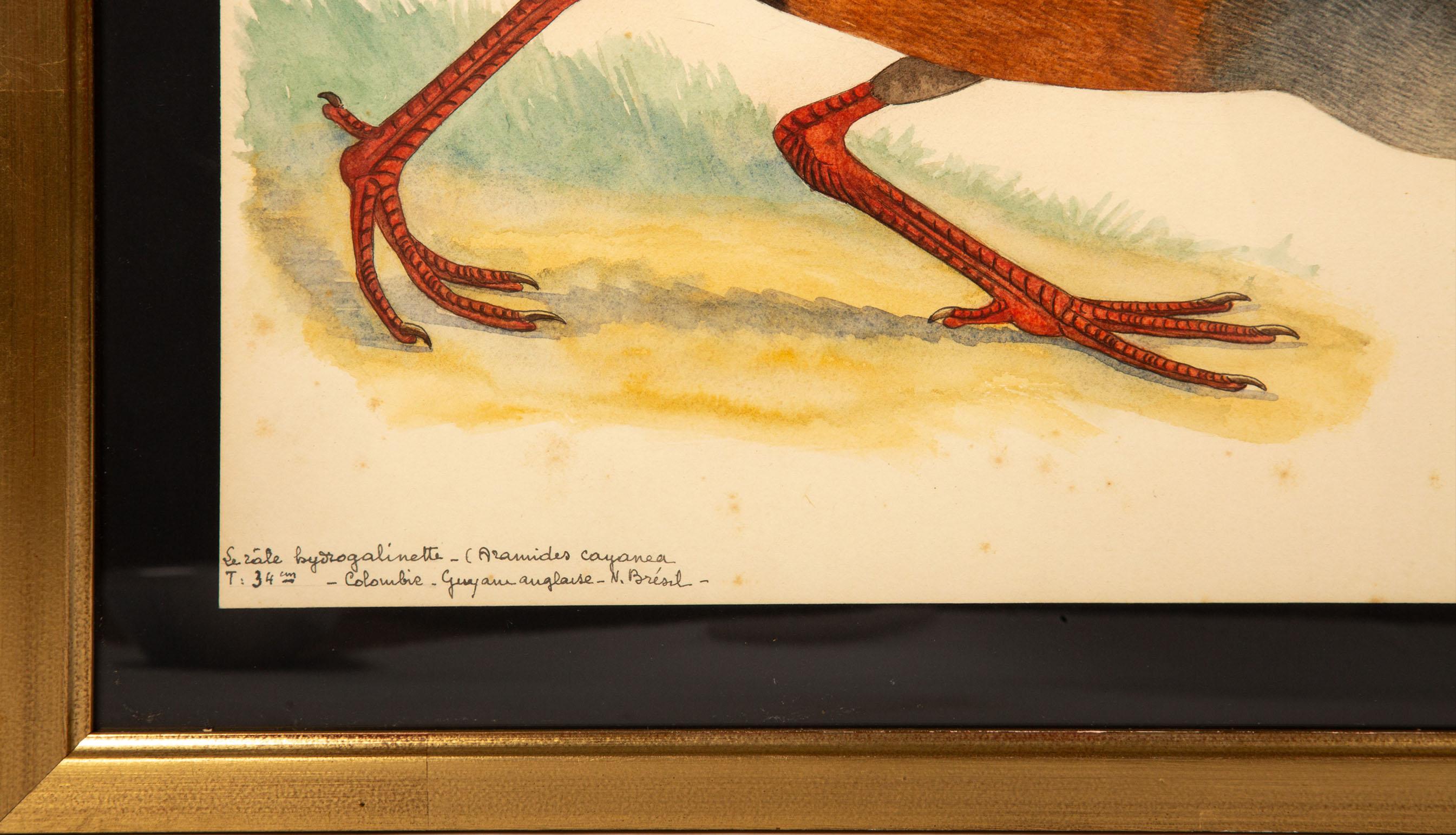 20th-Century French Ornithological Watercolors: A Collection of Exotic Birds For Sale 15