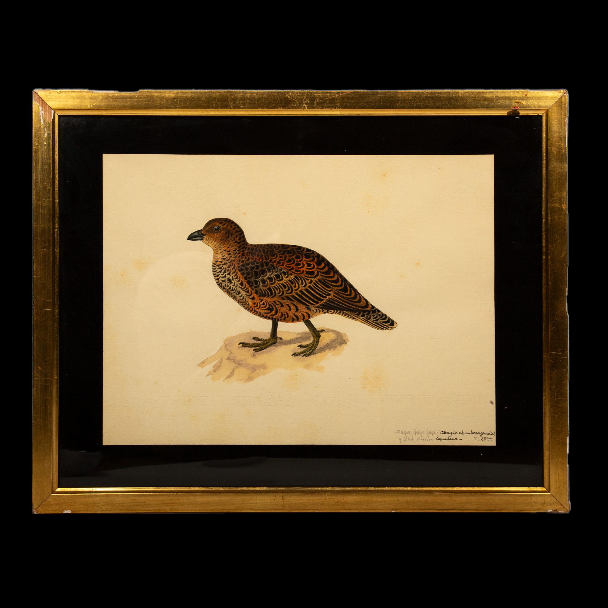 20th-Century French Ornithological Watercolors: A Collection of Exotic Birds In Excellent Condition For Sale In New York, NY