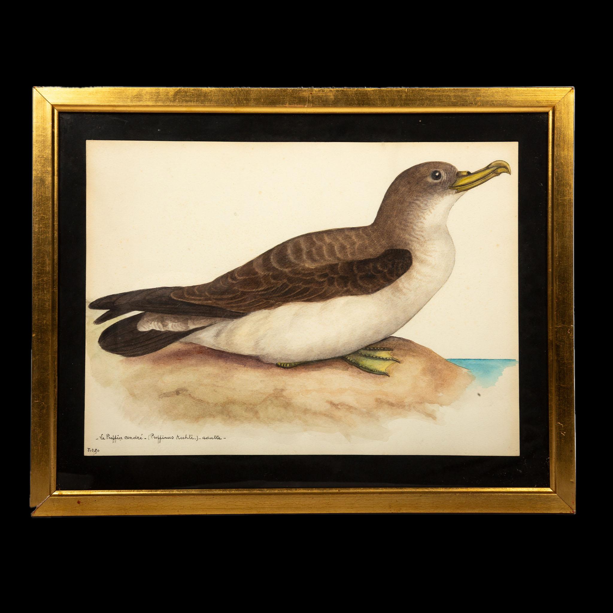 20th Century 20th-Century French Ornithological Watercolors: A Collection of Exotic Birds For Sale