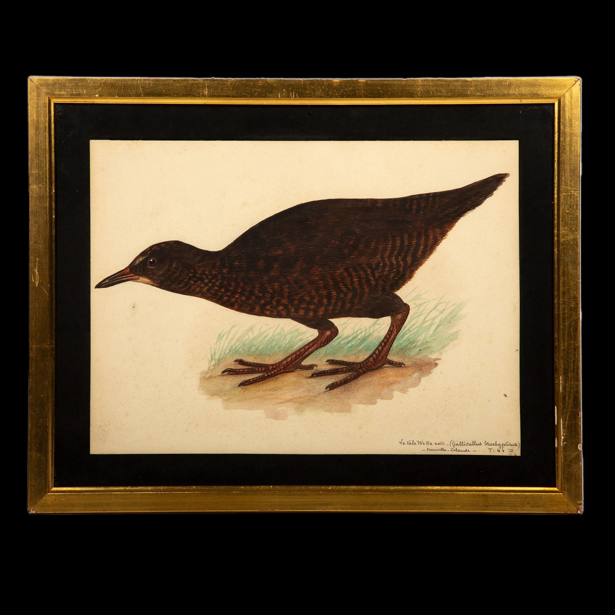 Paint 20th-Century French Ornithological Watercolors: A Collection of Exotic Birds For Sale