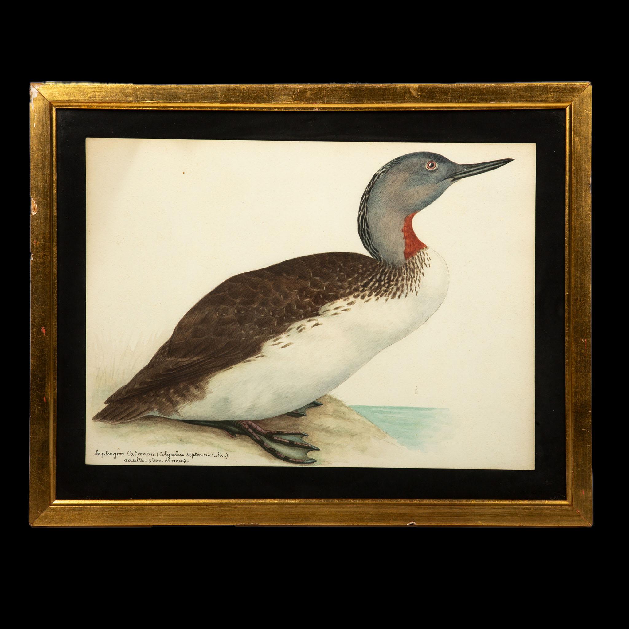 20th-Century French Ornithological Watercolors: A Collection of Exotic Birds For Sale 1