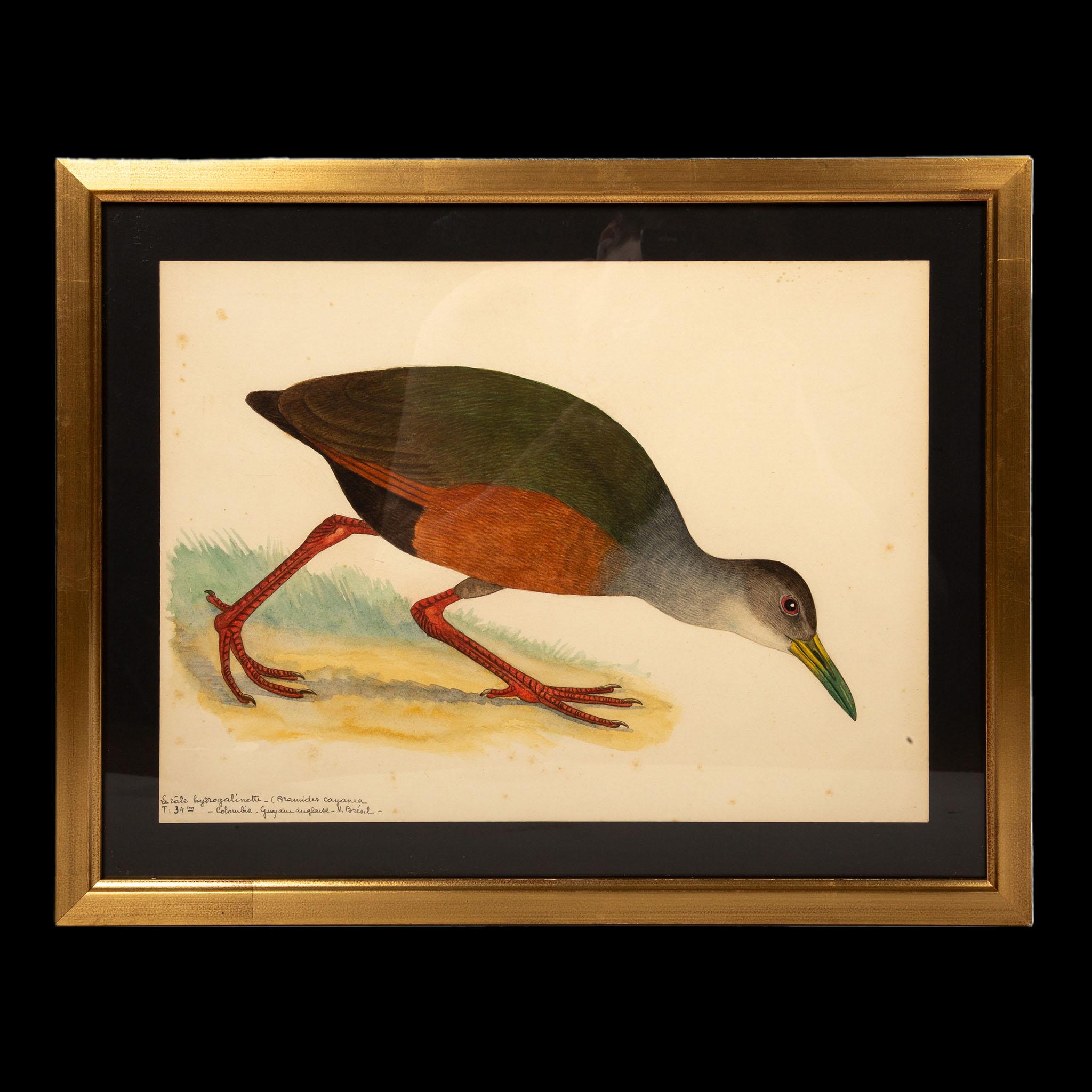20th-Century French Ornithological Watercolors: A Collection of Exotic Birds For Sale 2