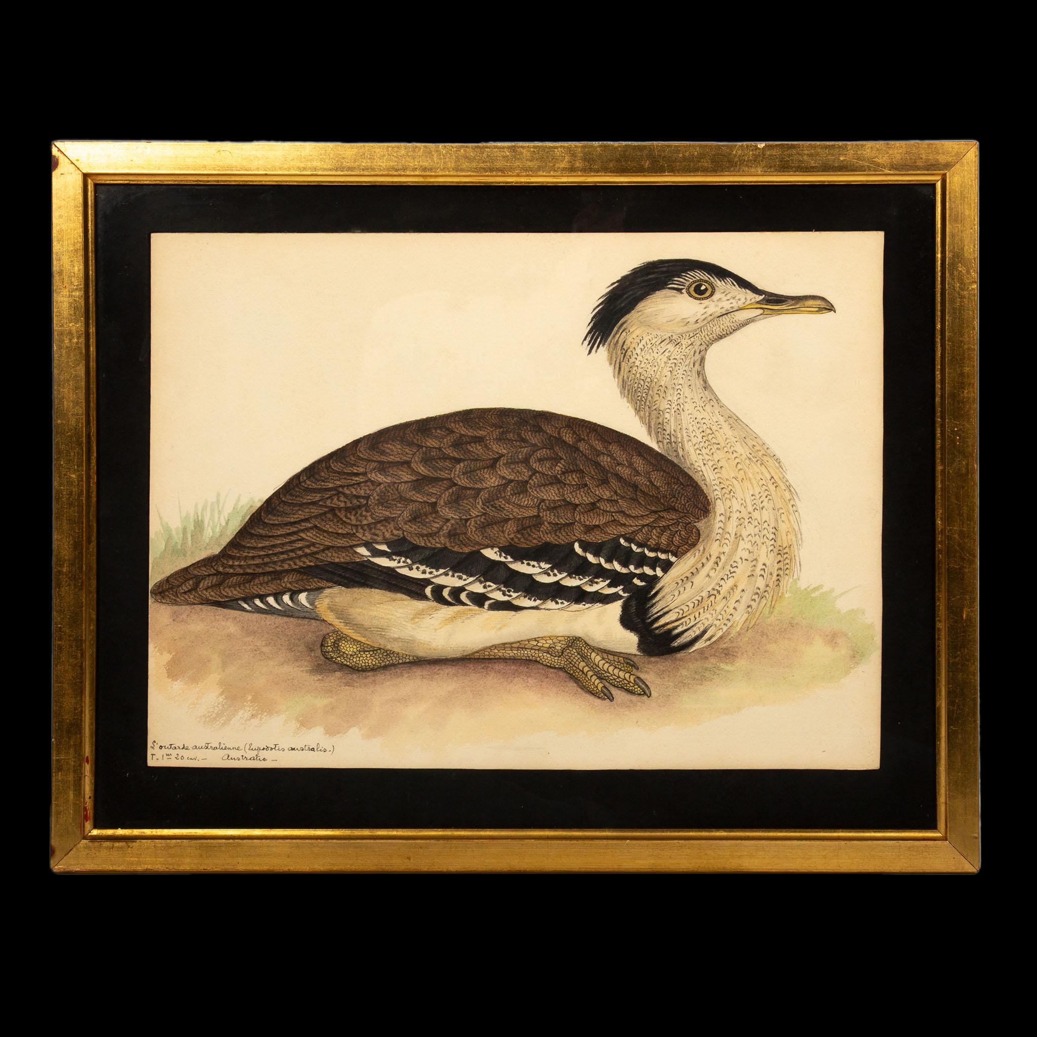 20th-Century French Ornithological Watercolors: A Collection of Exotic Birds For Sale 3