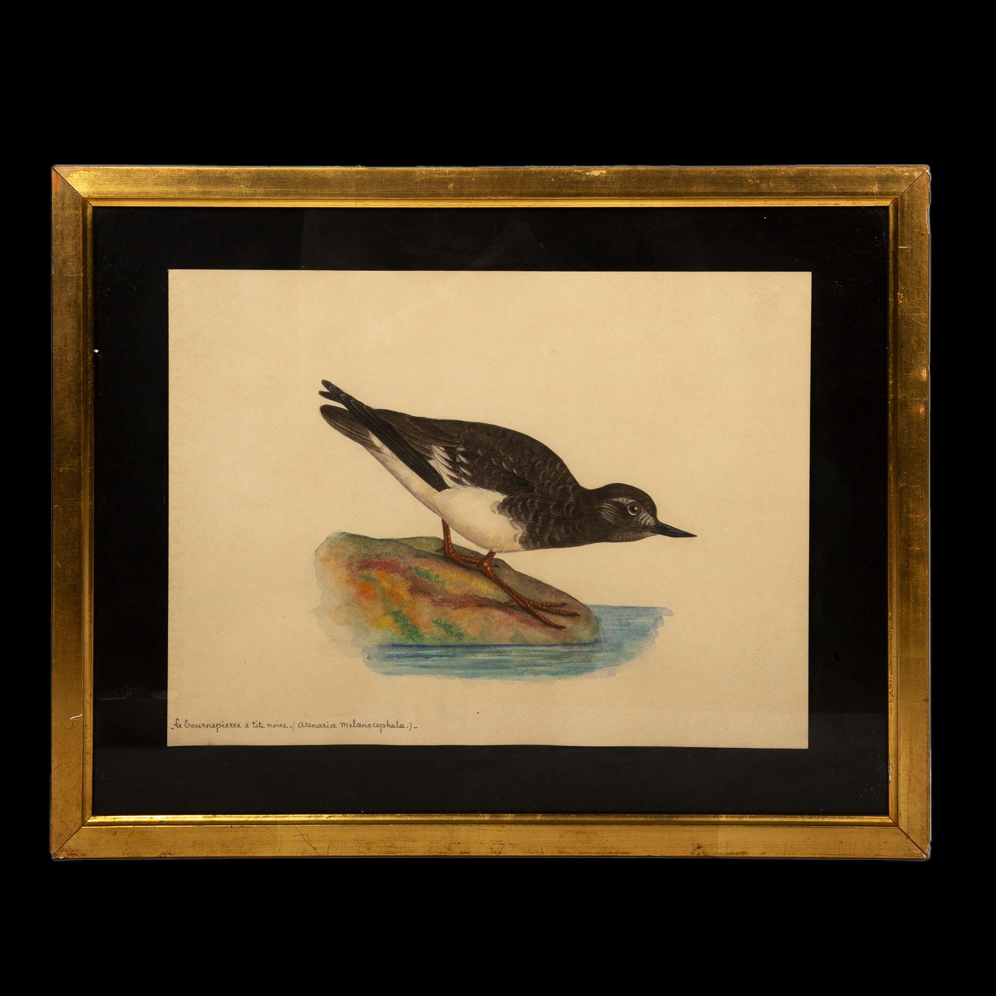 20th-Century French Ornithological Watercolors: A Collection of Exotic Birds For Sale 4