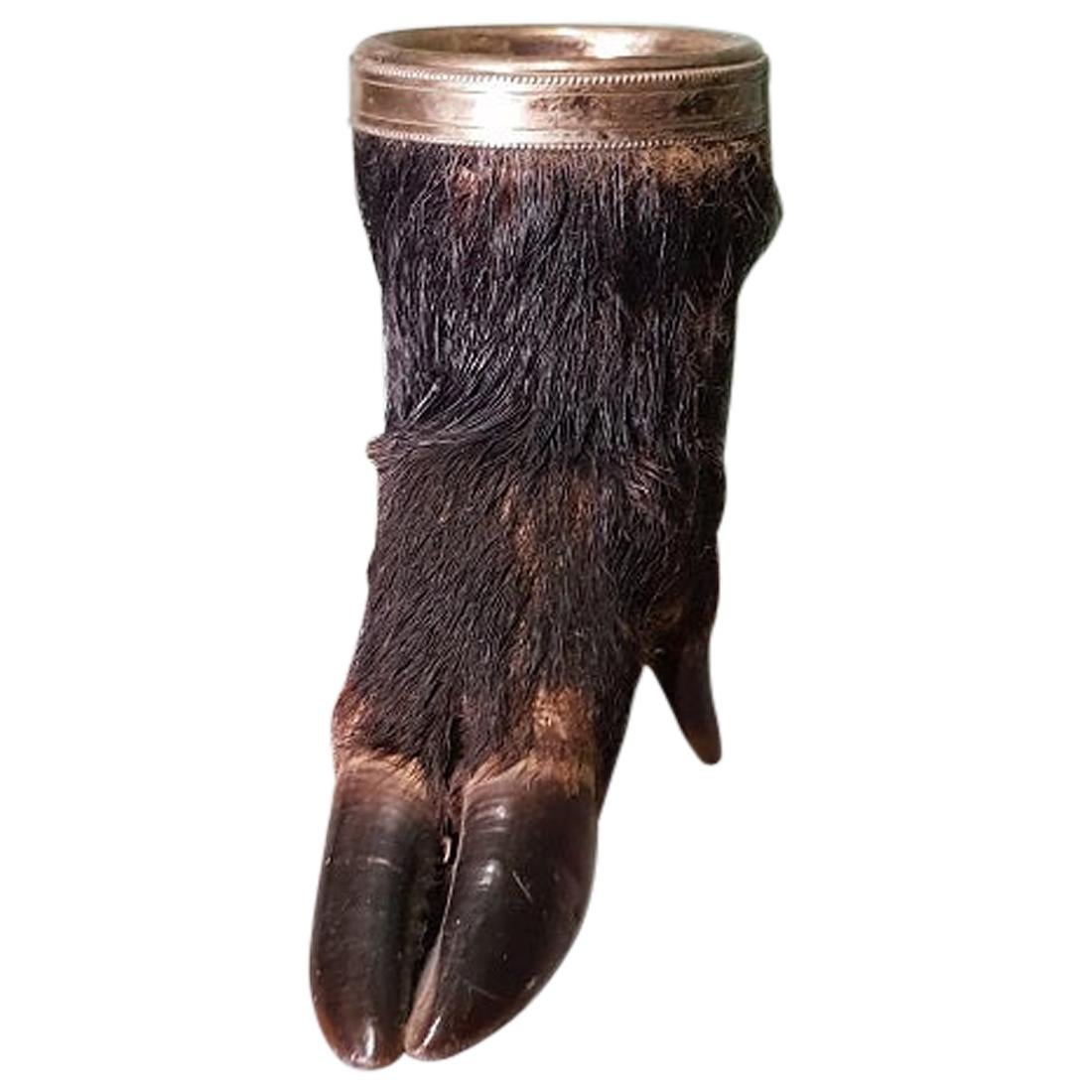 Early 20th Century French Taxidermy of a Wild Pig Leg with Cup Holder For Sale