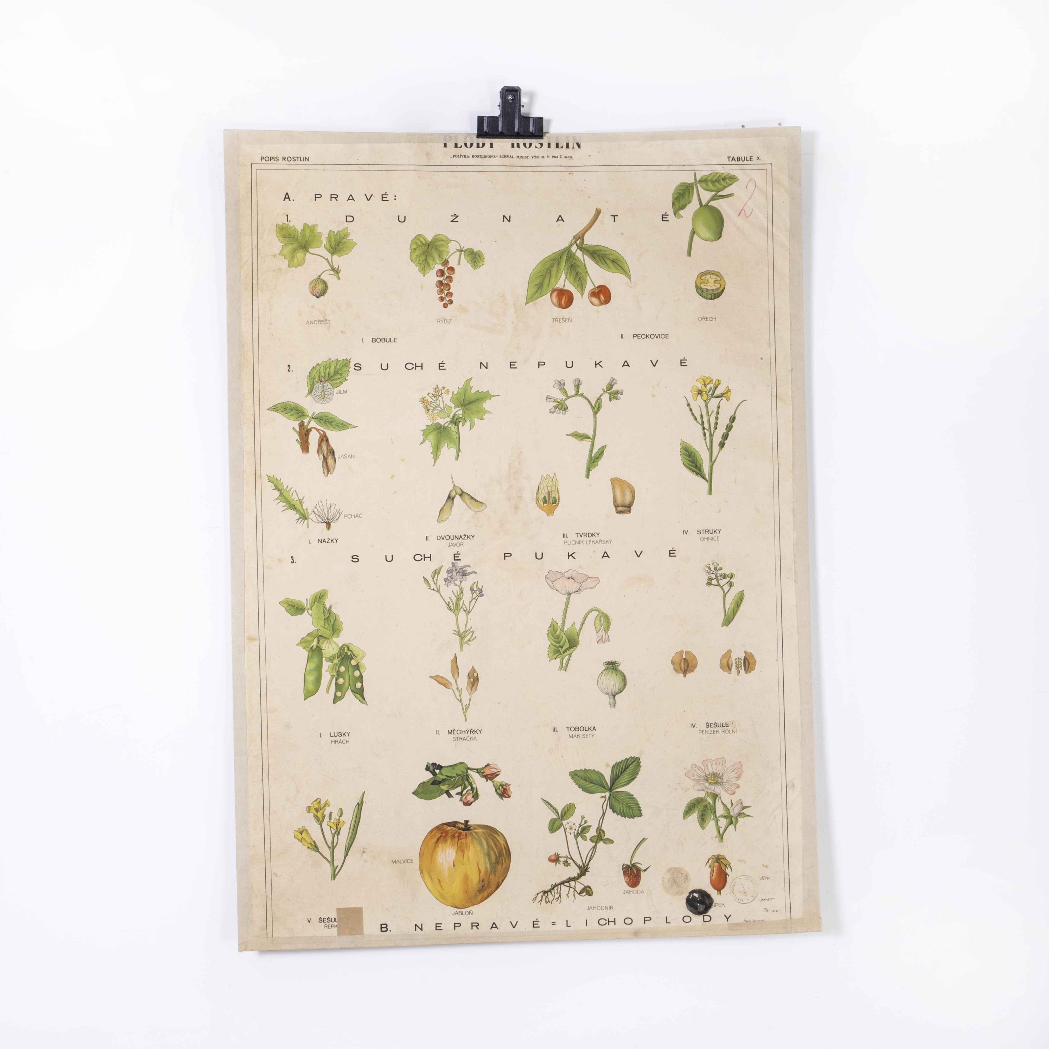 Czech Early 20th Century Fruit And Plant Educational Poster For Sale