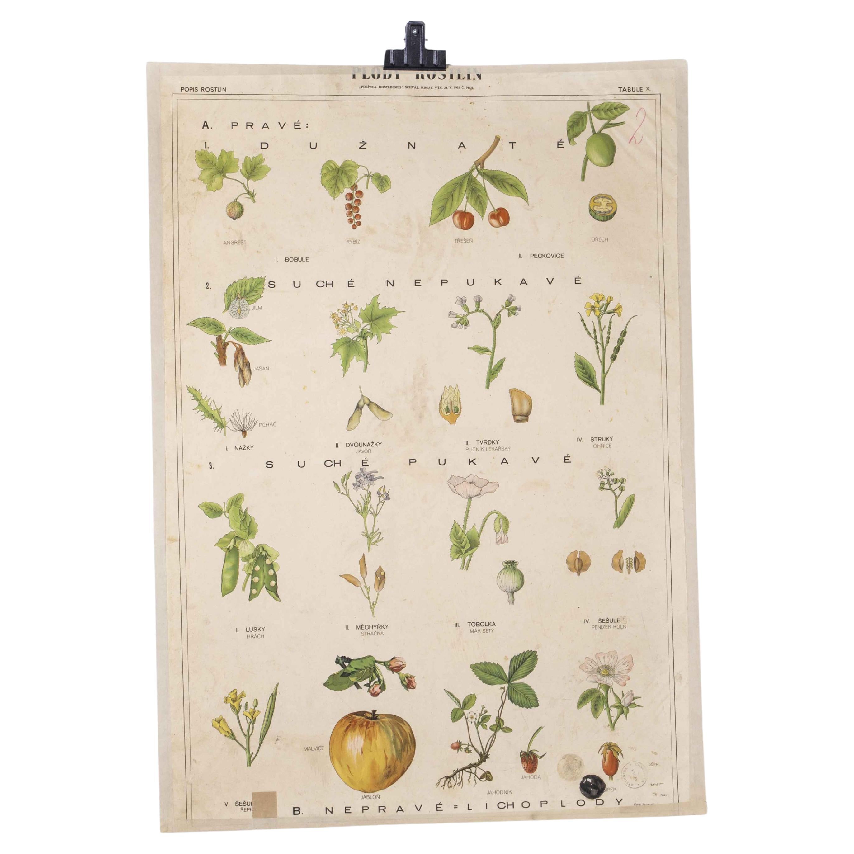 Early 20th Century Fruit And Plant Educational Poster For Sale